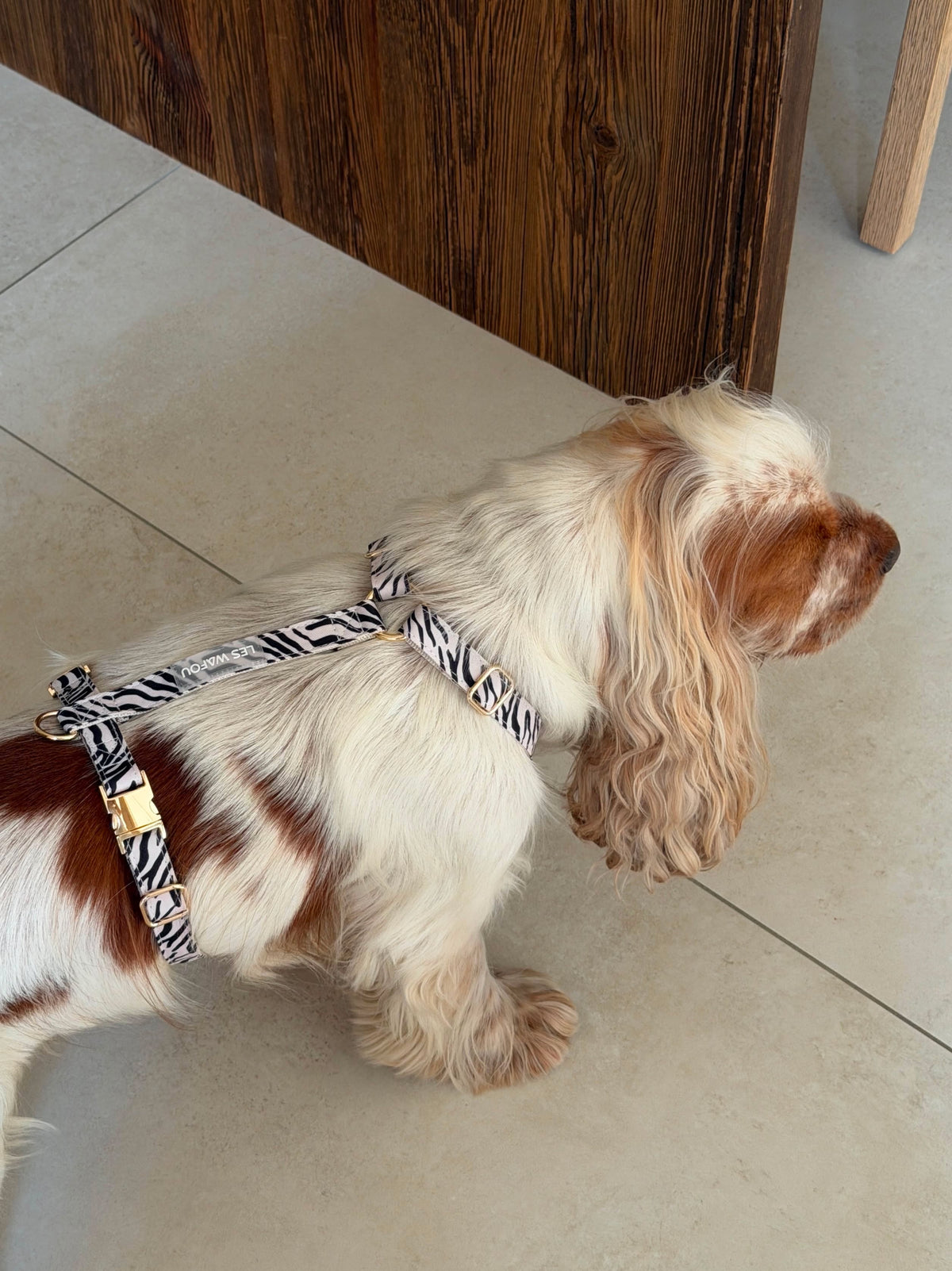 Harnais pour chien - Zébra