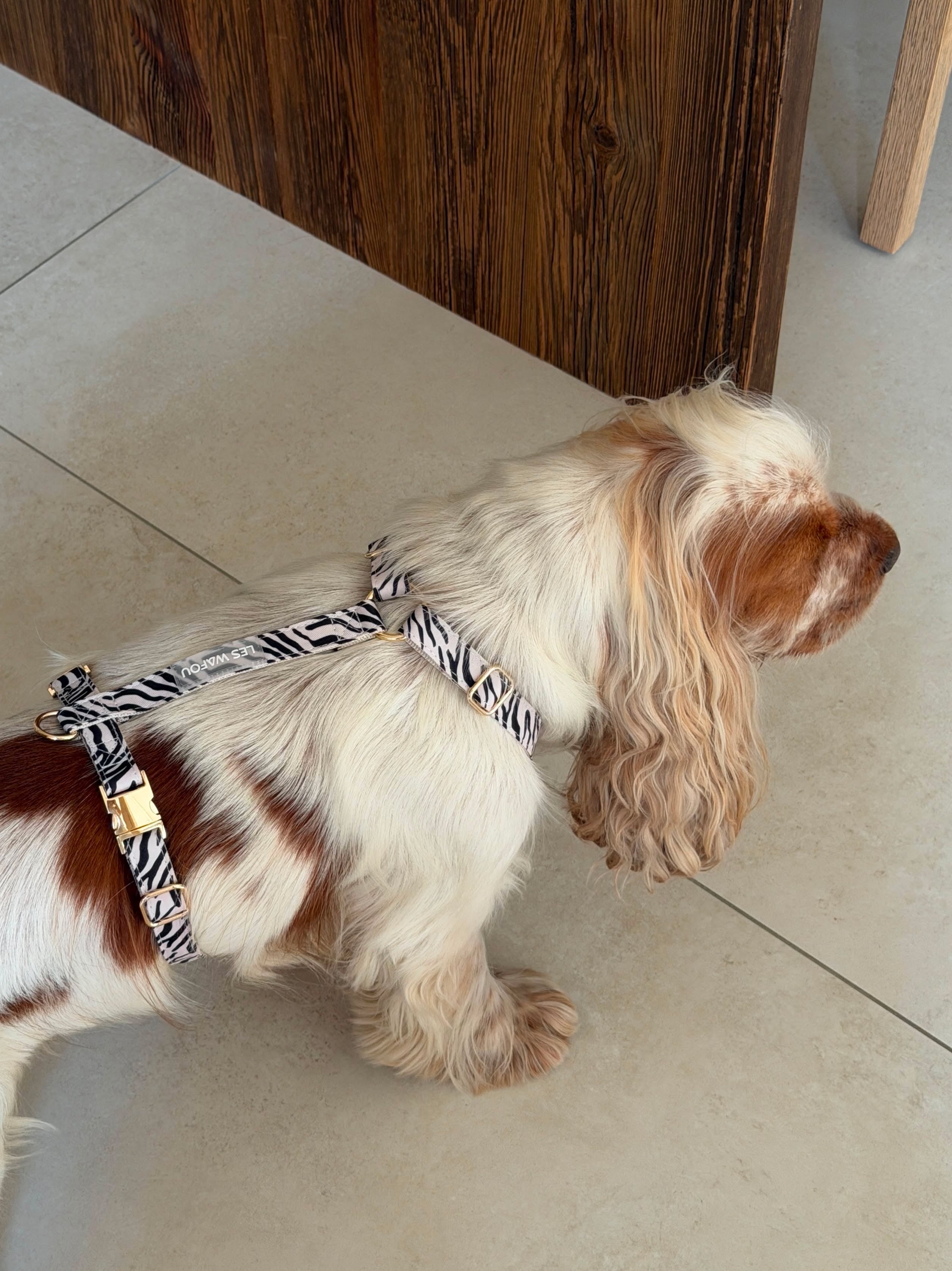 Harnais pour chien - Zébra
