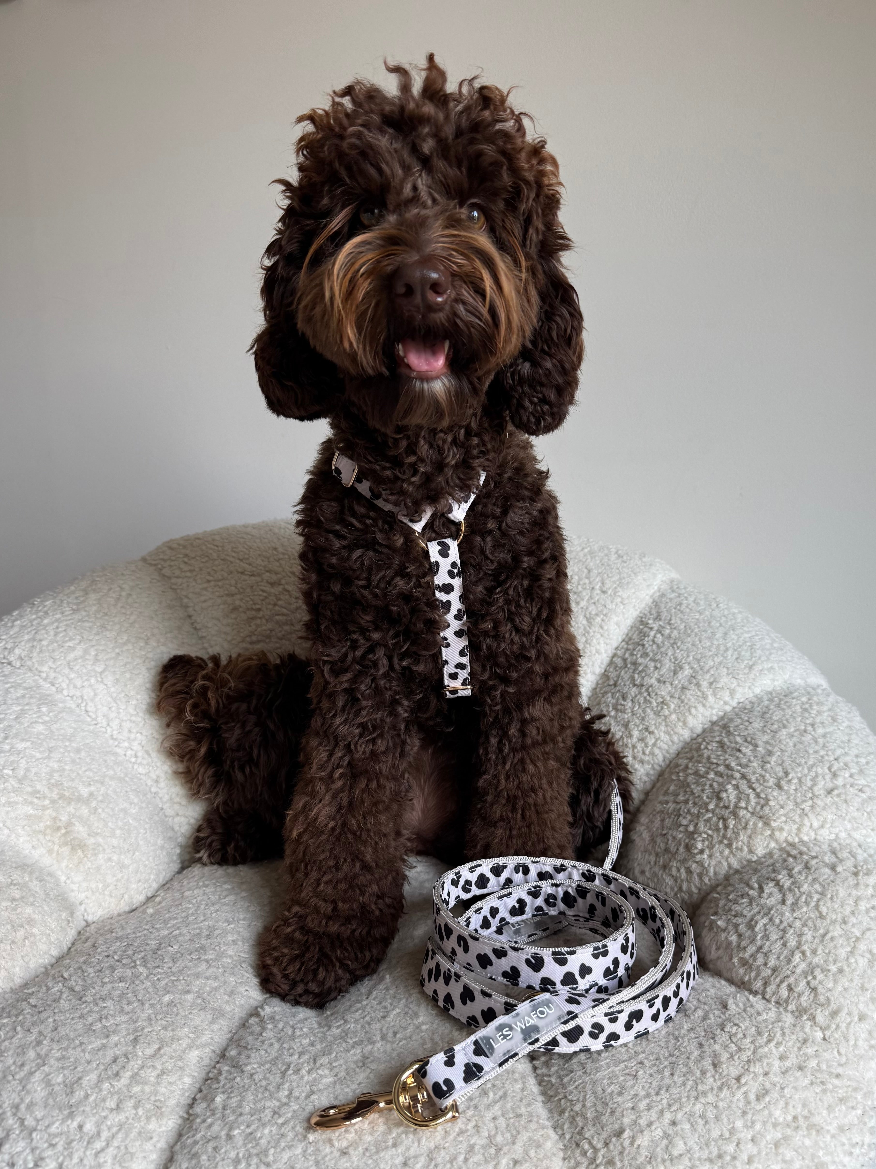 Harnais pour chien - Dalma