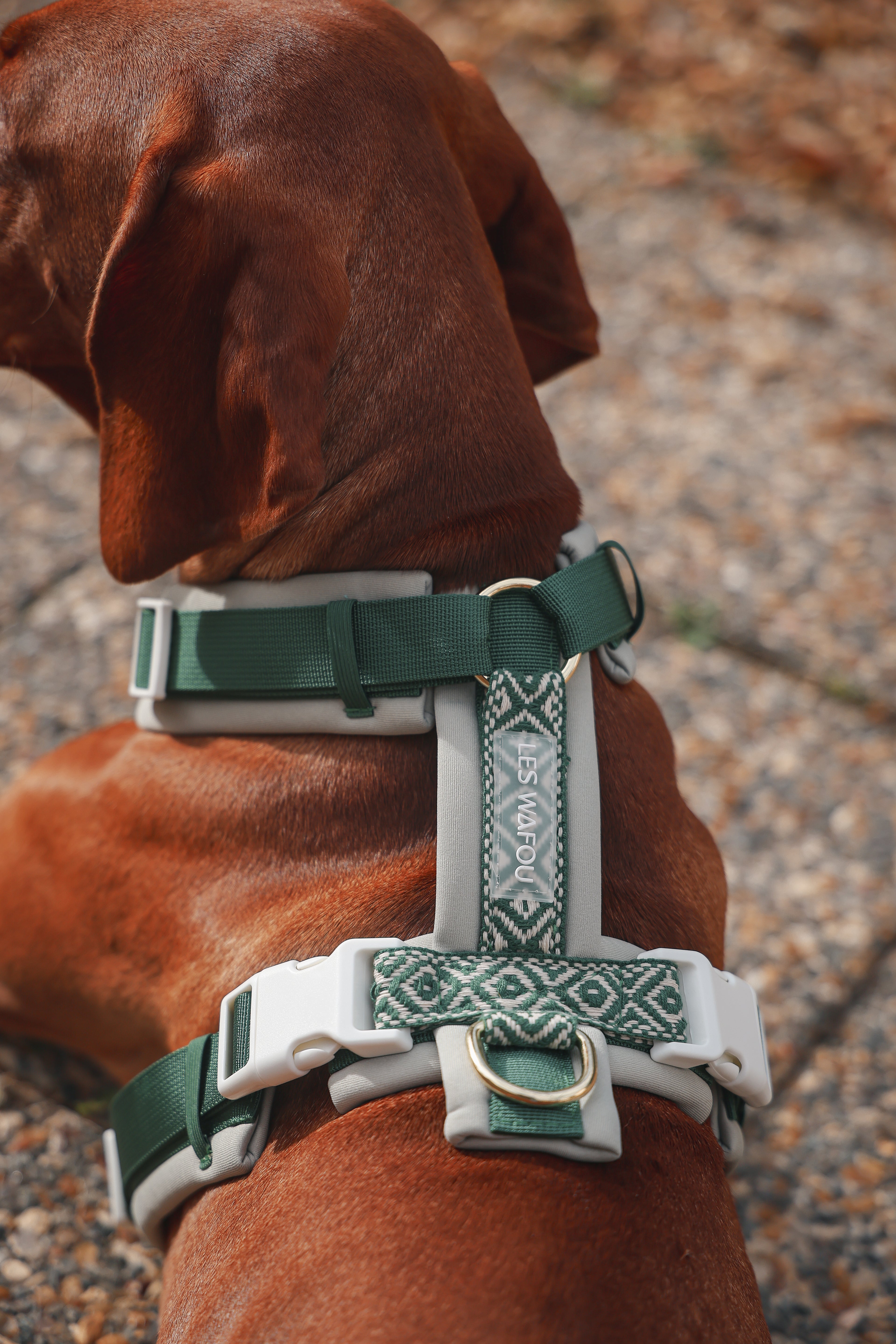 Harnais pour chien - Vert foncé