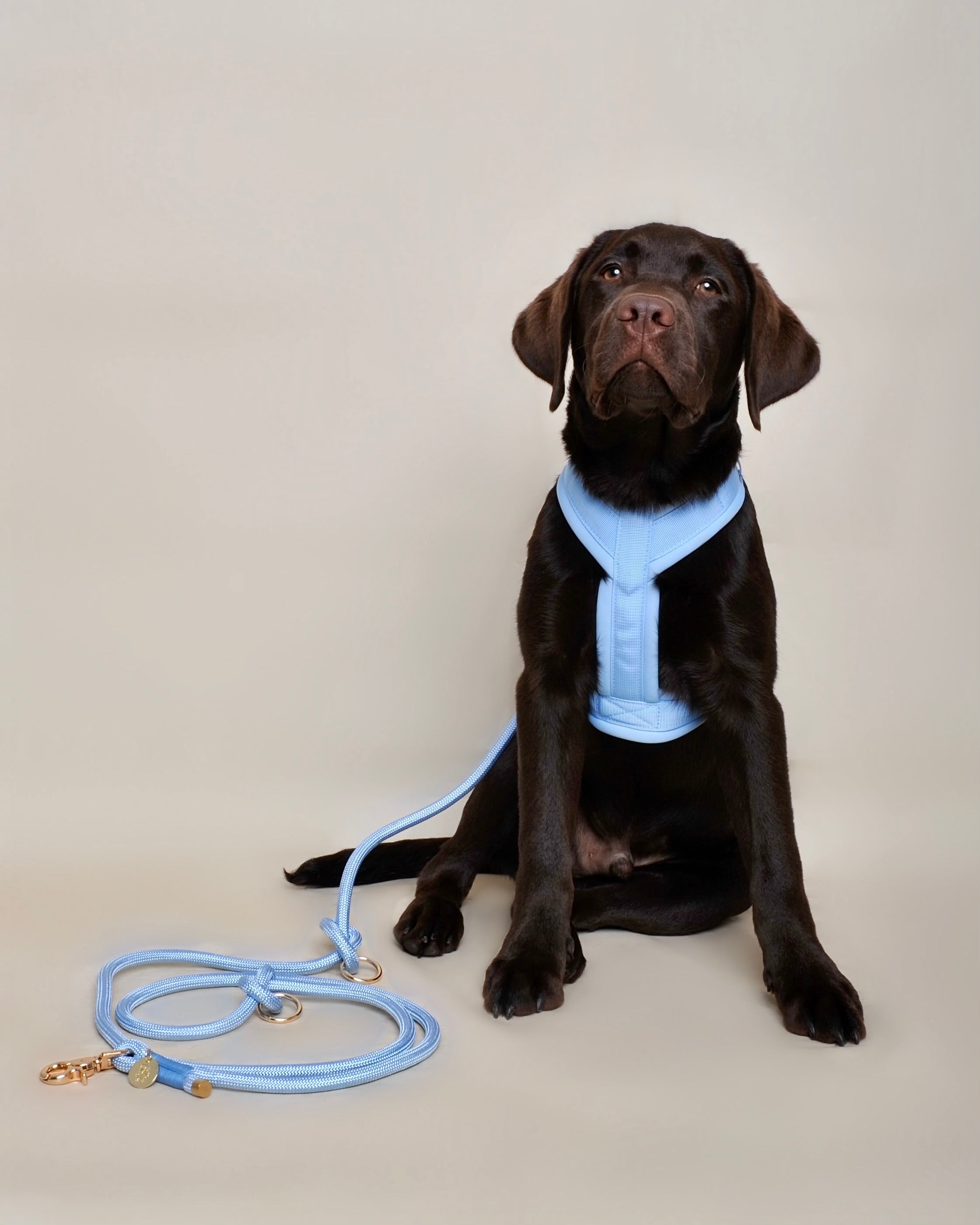 Laisse multi-positions pour chien - Bleu