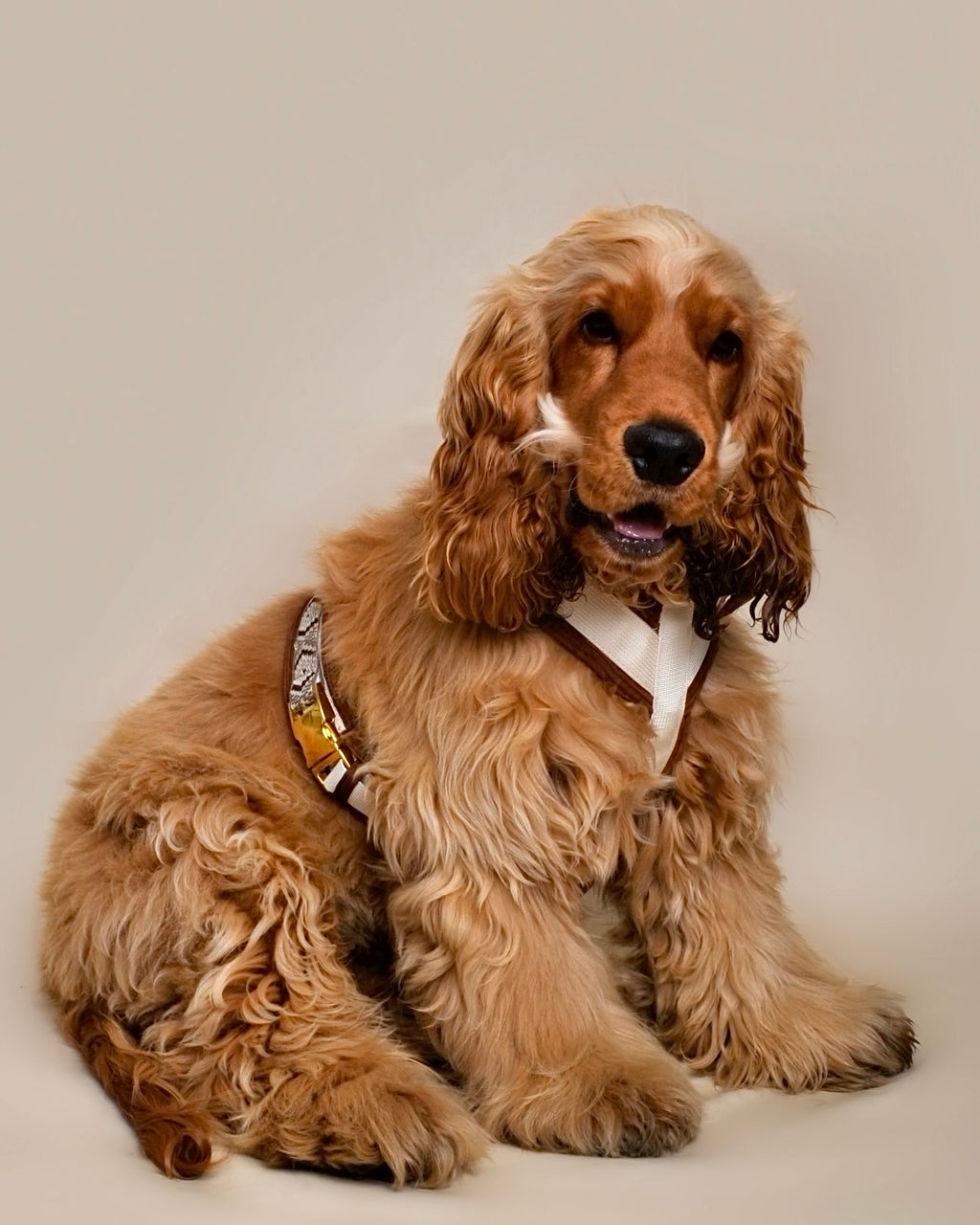 Harnais pour chien - Terracotta en velours côtelé