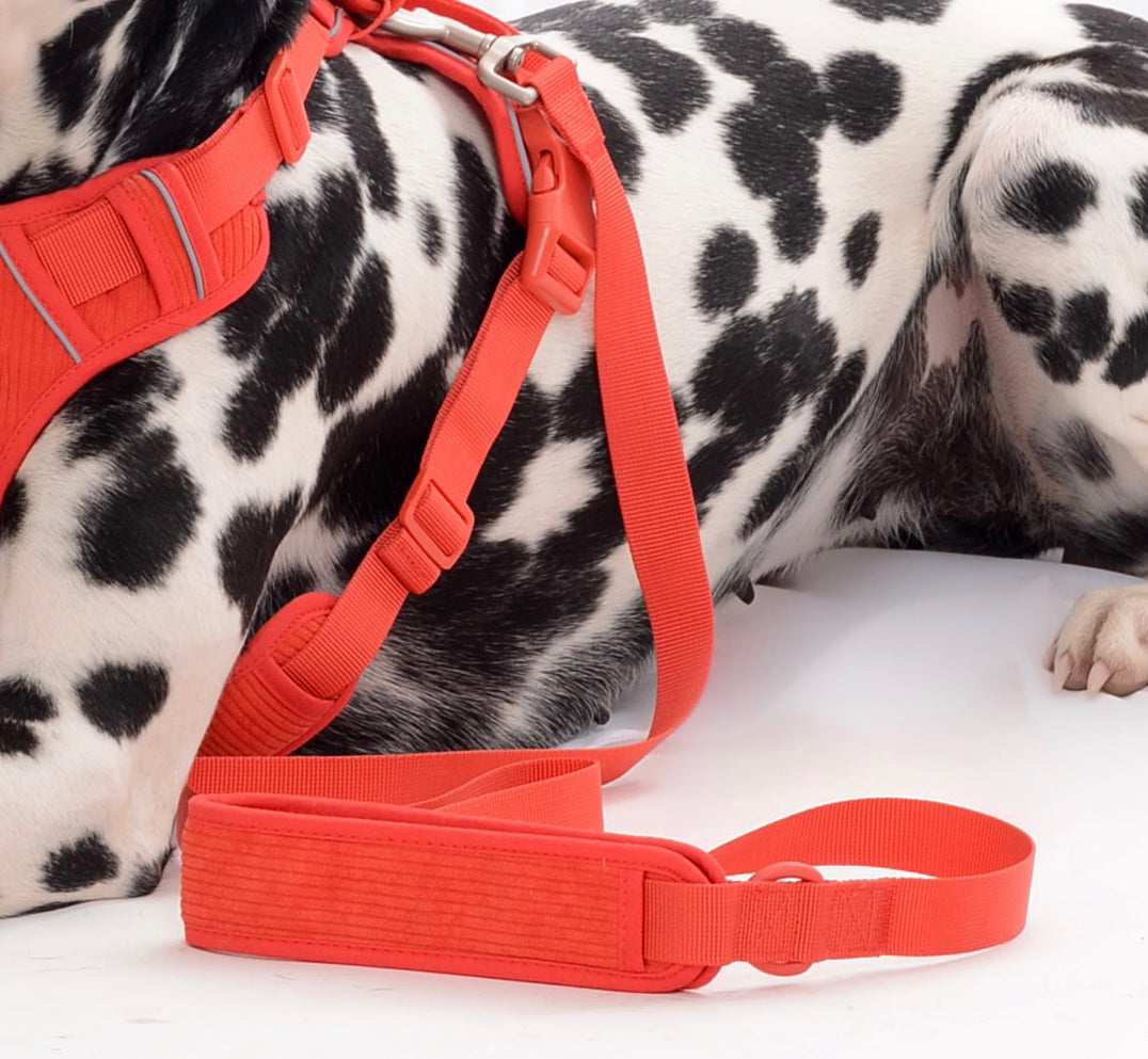 Laisse pour chien - Rouge