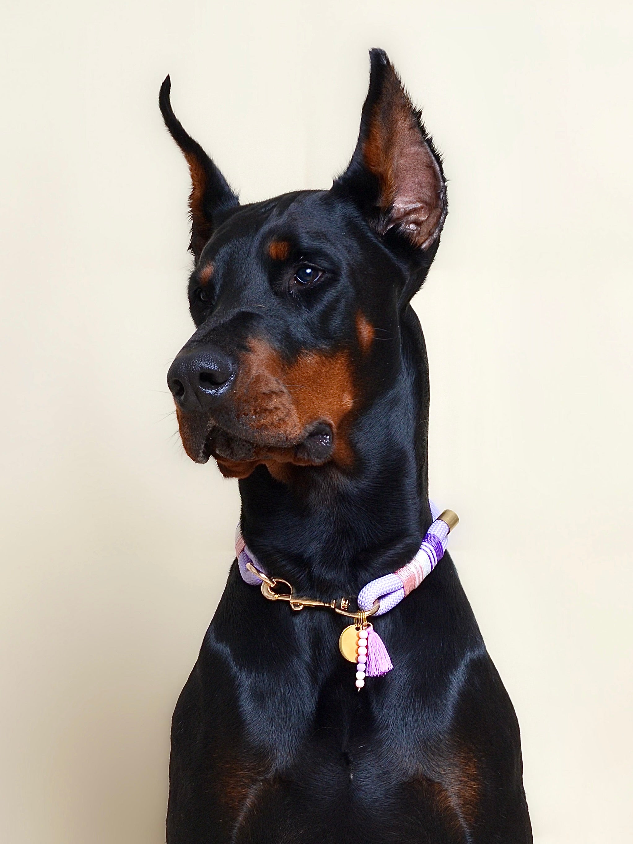 Collier pour chien - Lavande