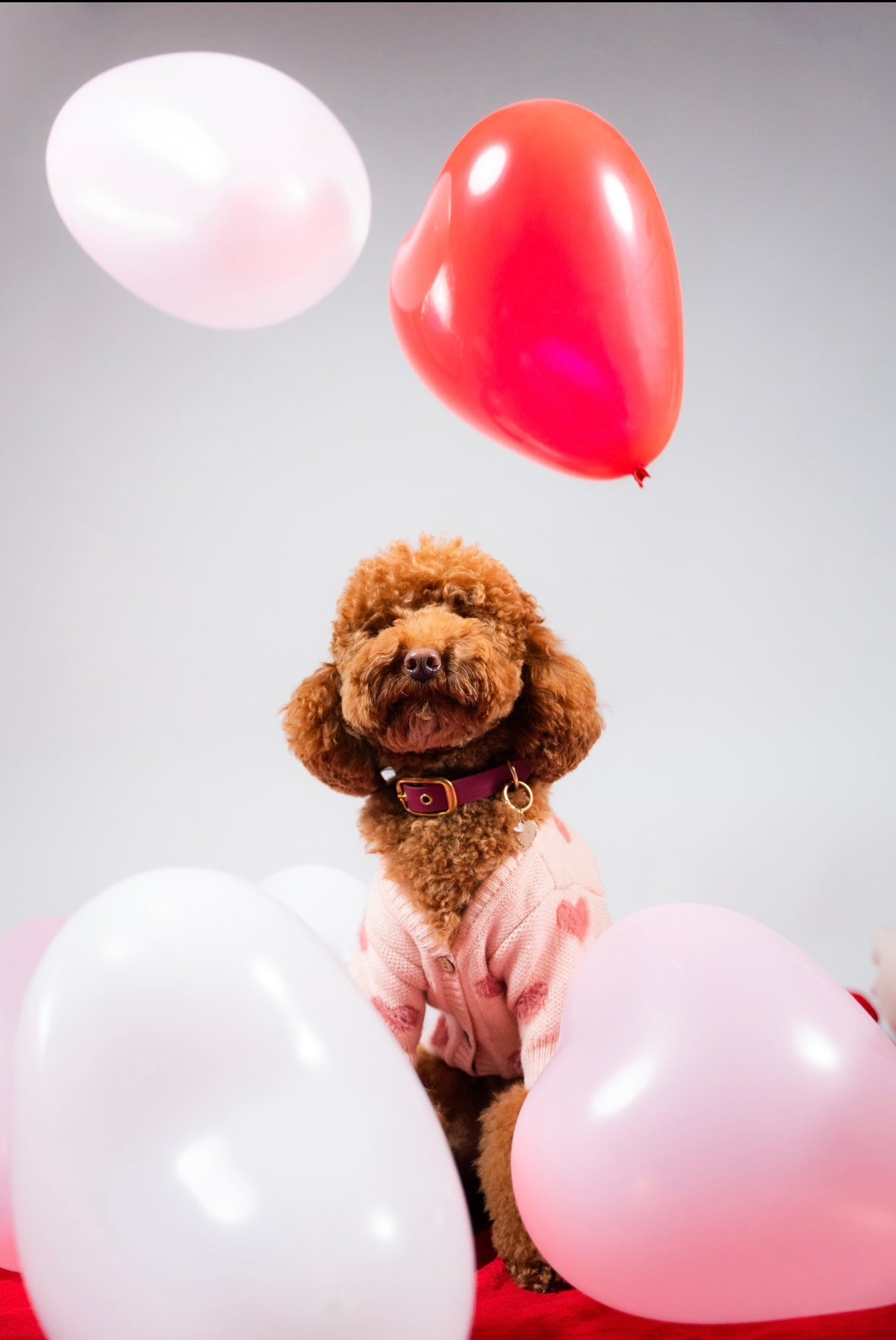 Pull pour chien - Sweetie 🎀