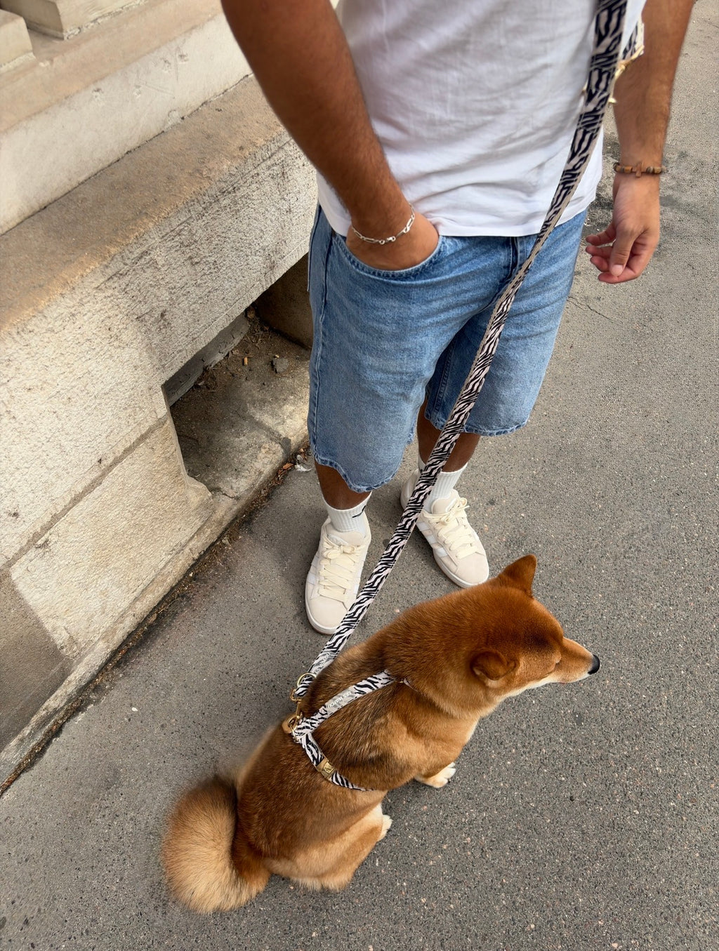 Laisse multi-positions pour chien - Zébra