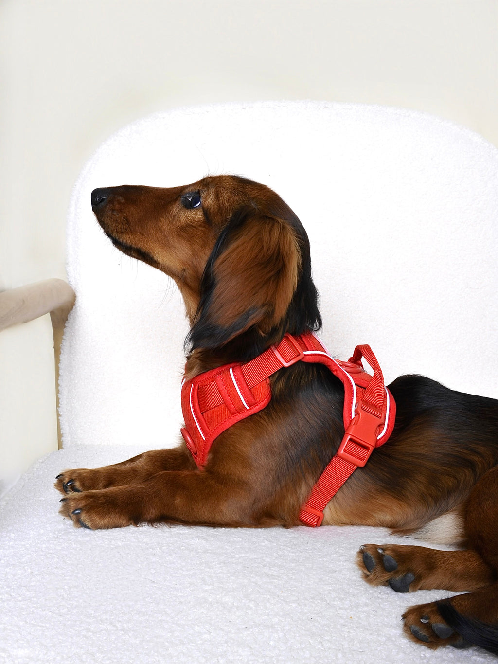 Harnais pour chien velours côtelé - Rouge