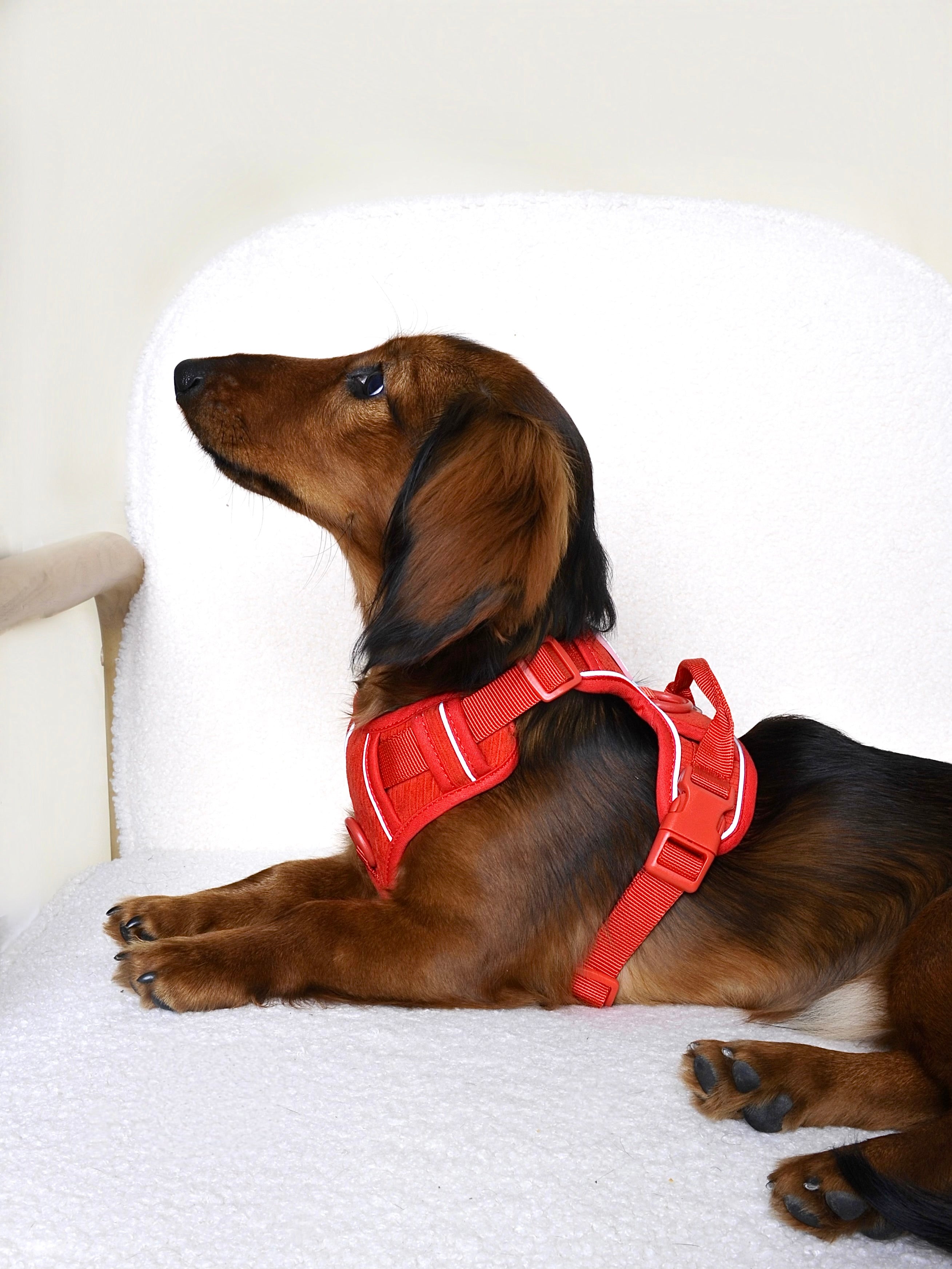 Harnais pour chien velours côtelé - Rouge
