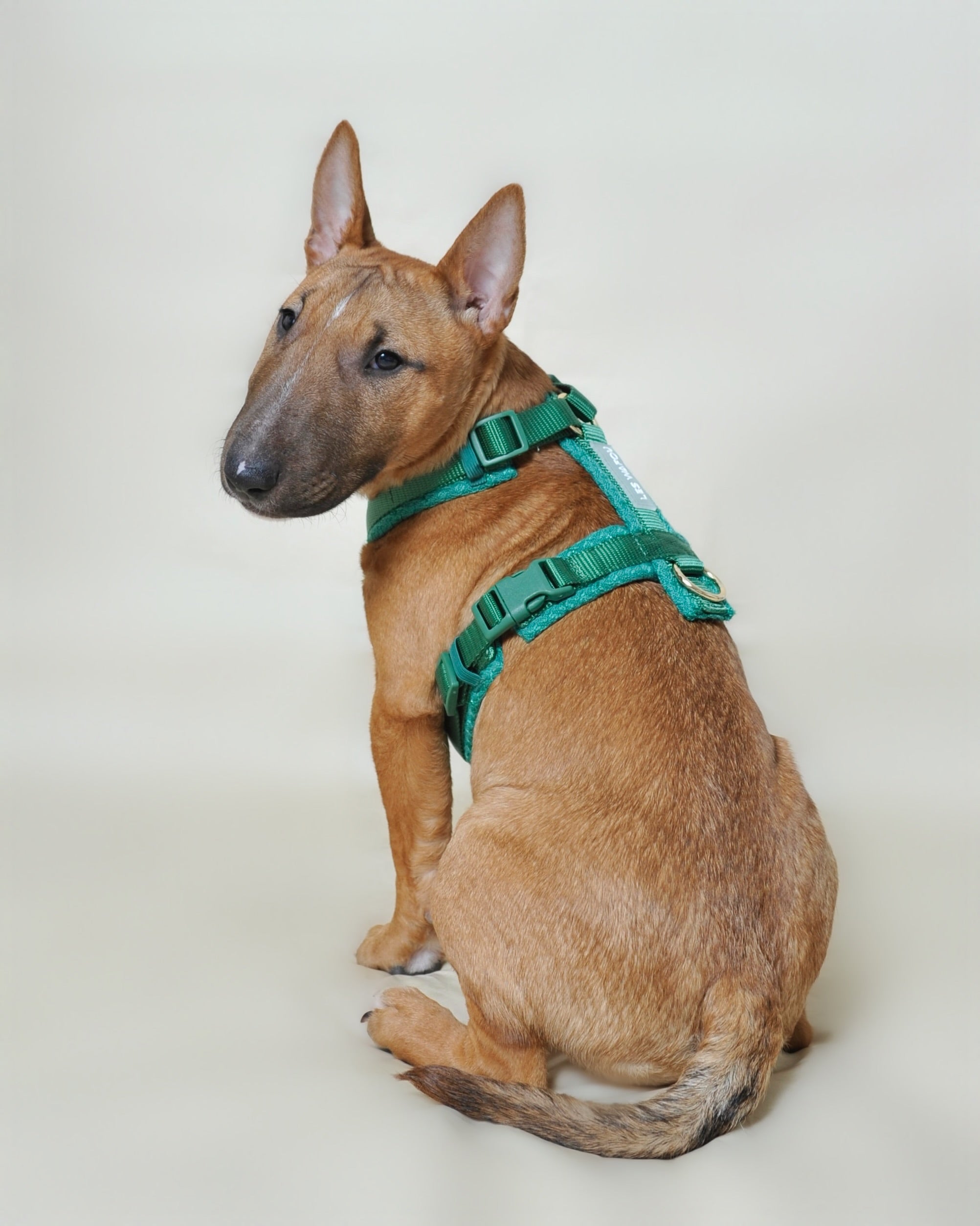 Harnais tweed chien - Vert