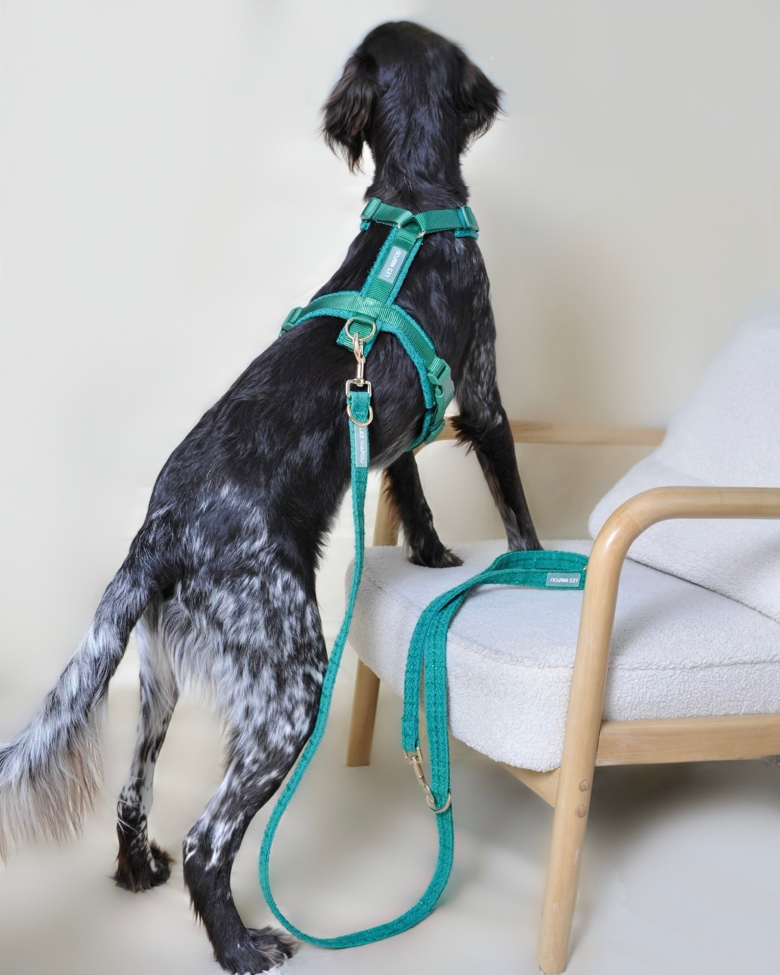 Laisse multi-positions pour chien - Vert