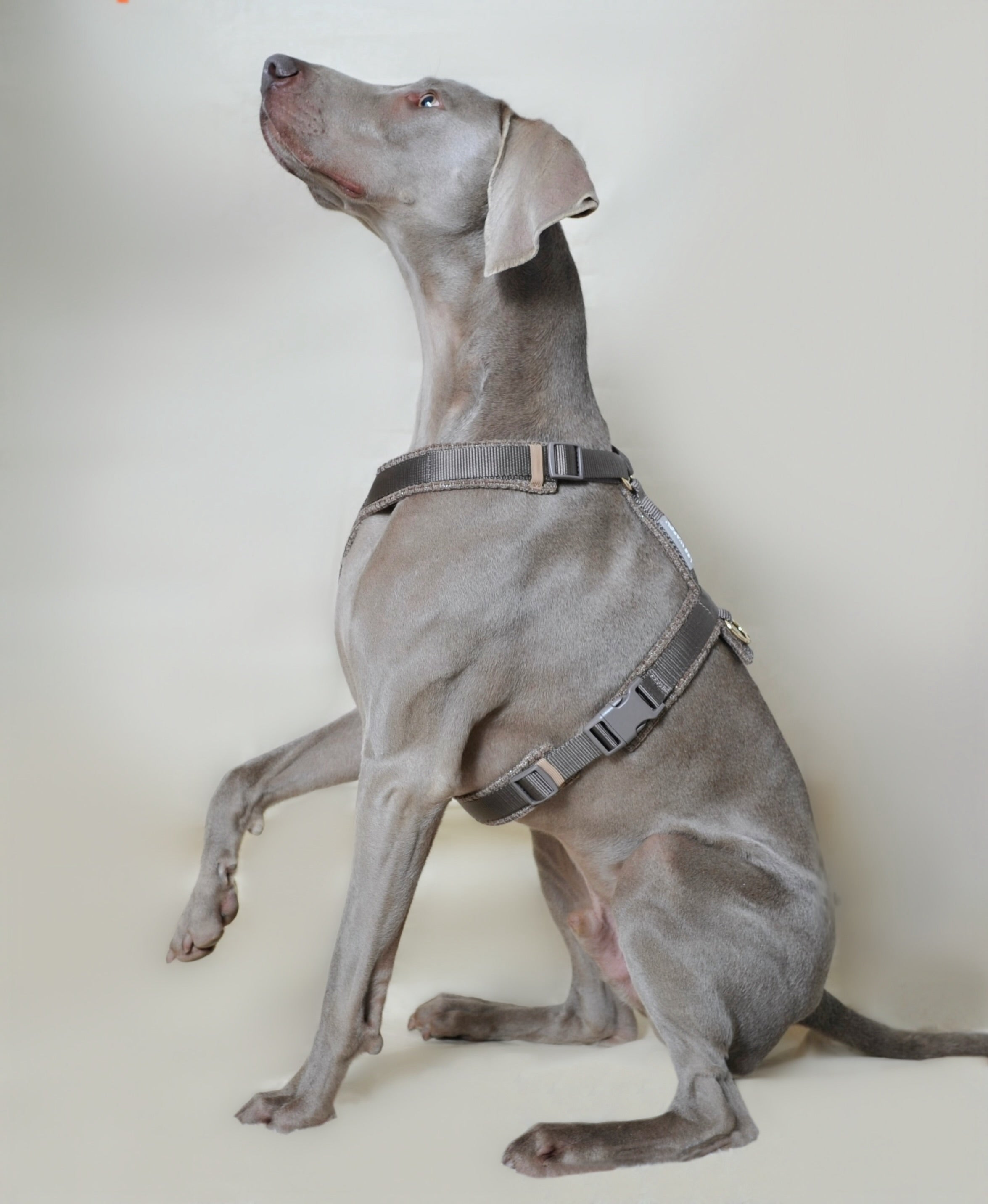 Harnais tweed chien - Taupe