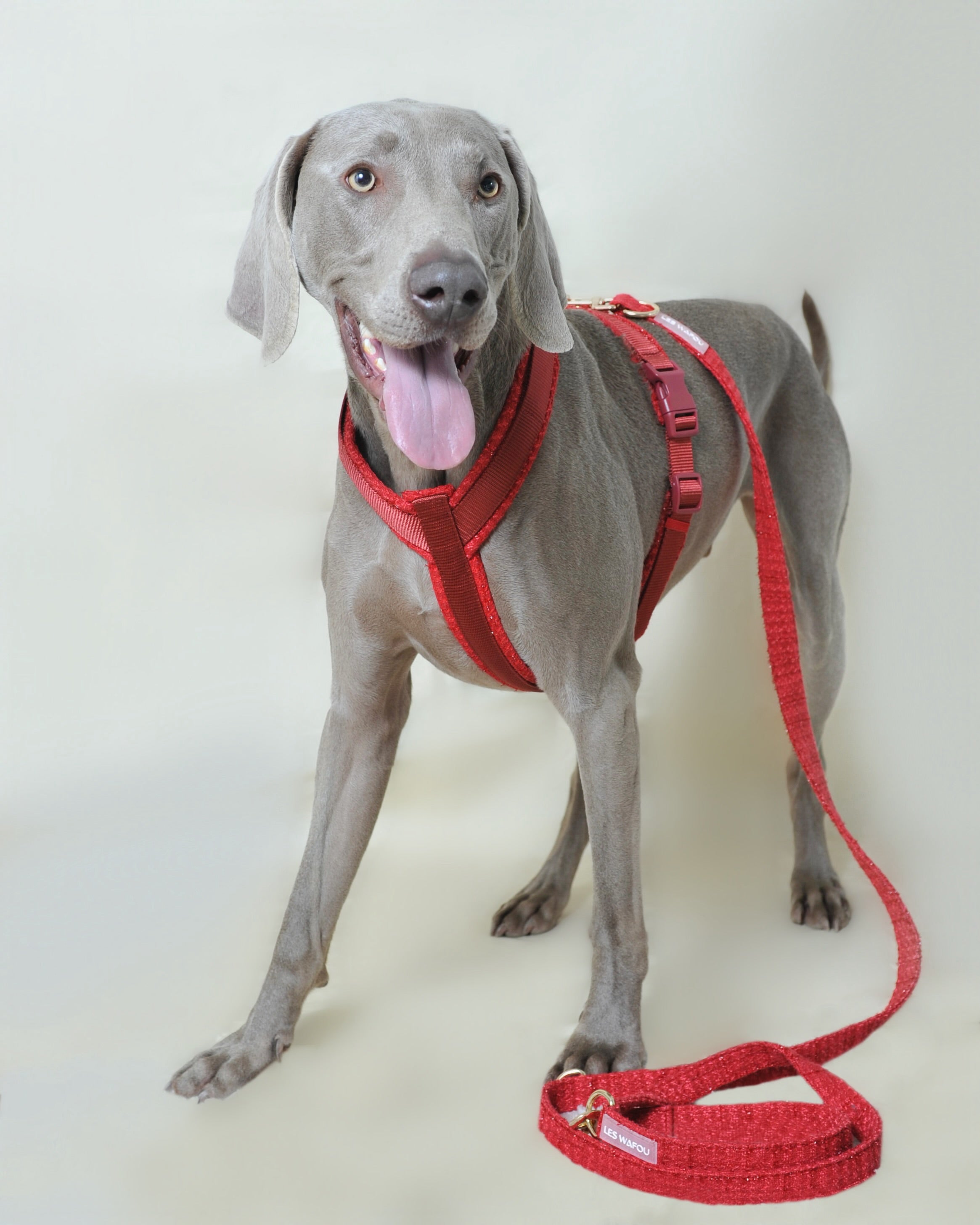 Laisse multi-positions pour chien - Rouge