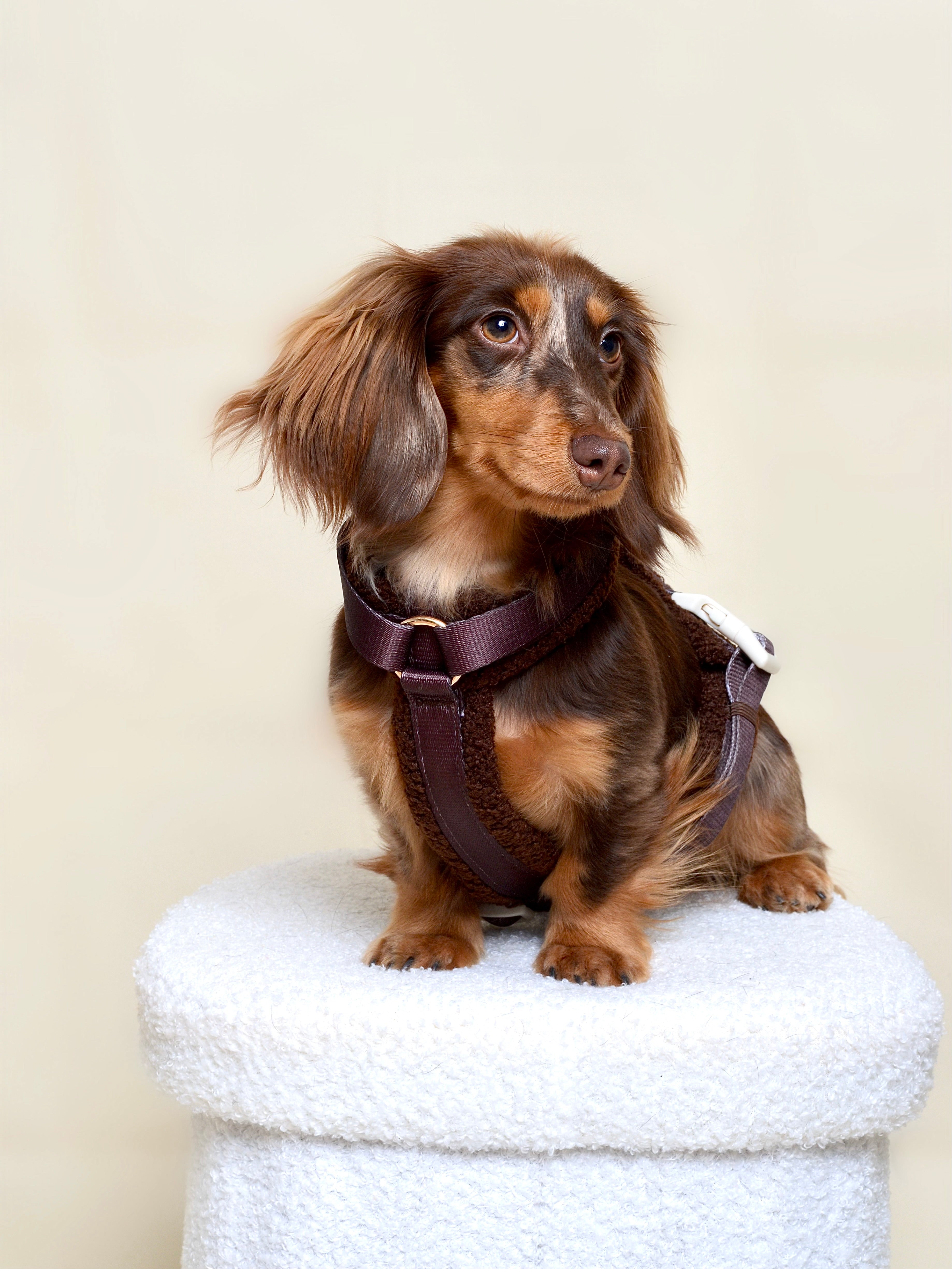 Harnais moumoute chien - Chocolat
