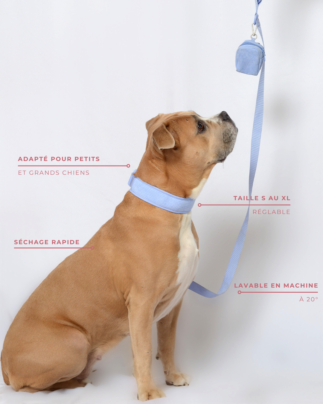 Collier pour chien velours côtelé - Lavande