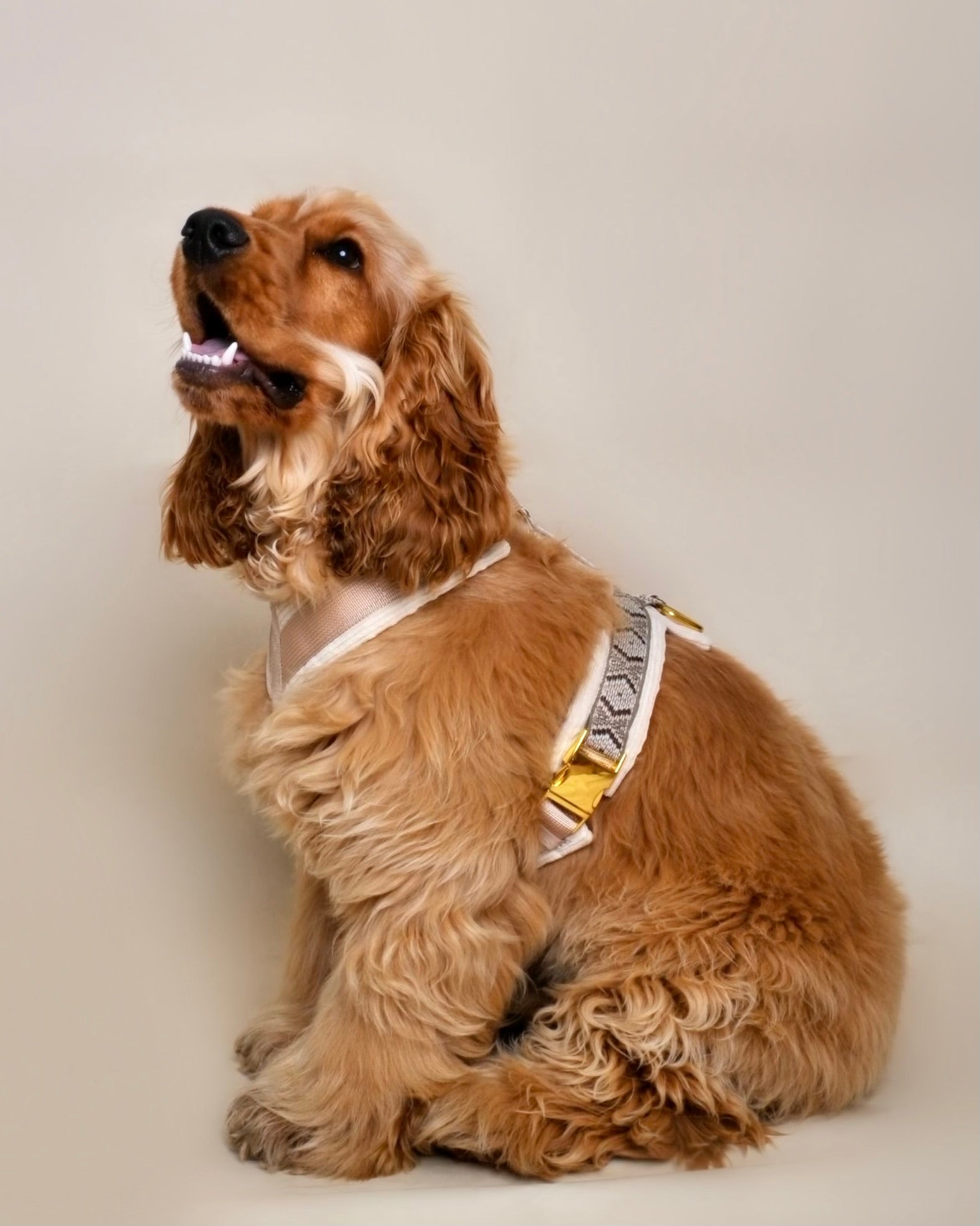 Harnais pour chien - Beige en velours côtelé
