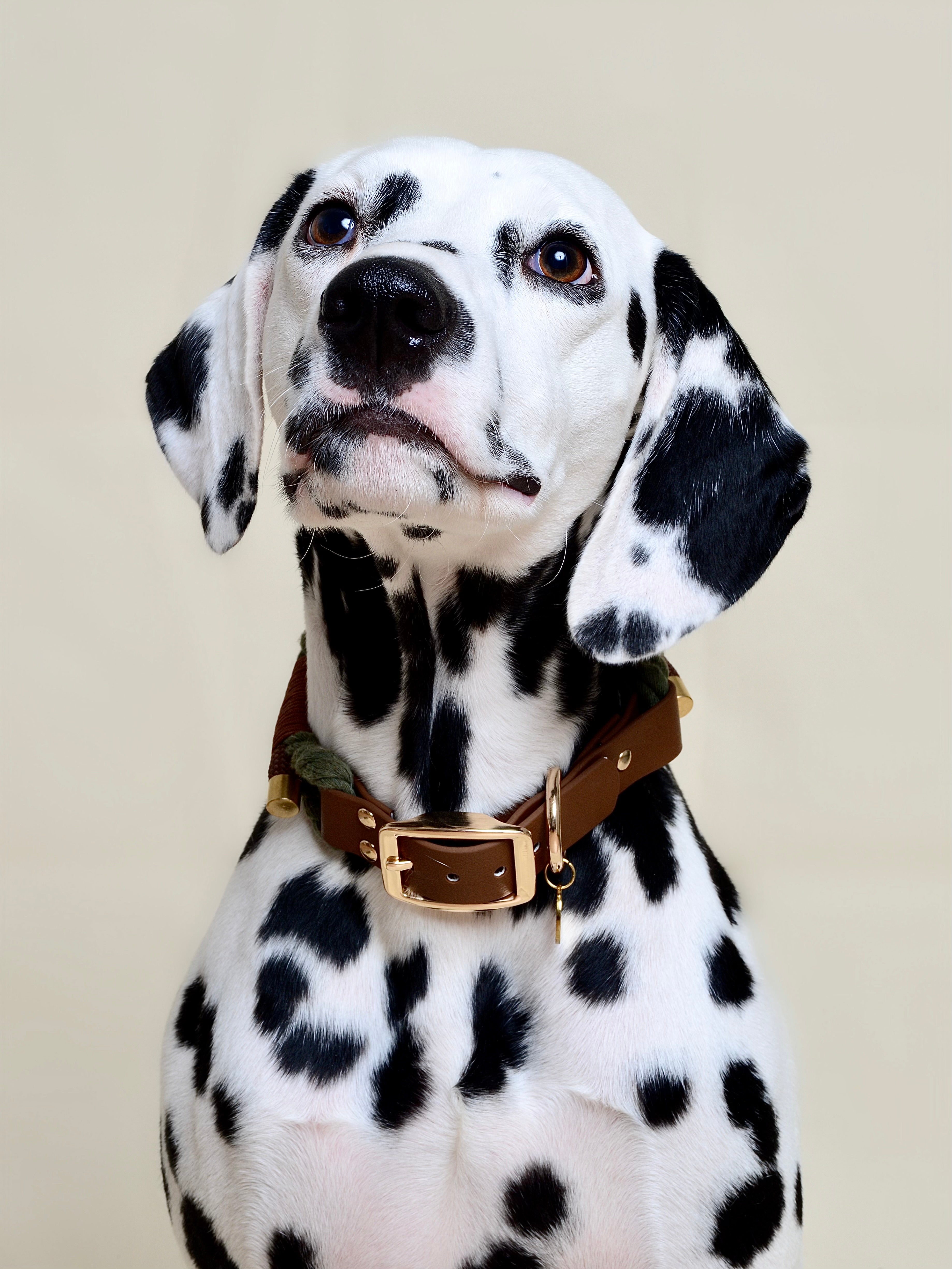 Collier tressé pour chien - Vert kaki