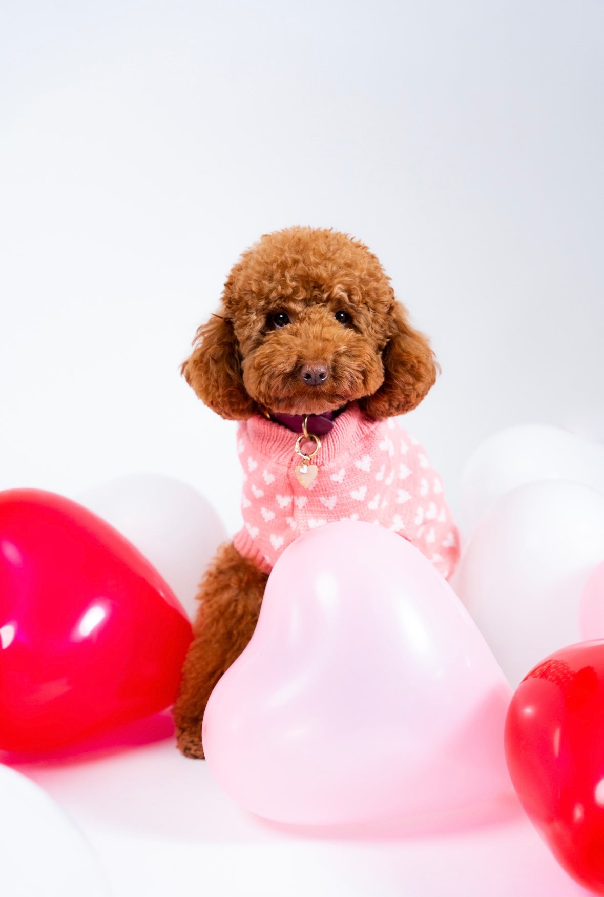 Pull pour chien en tricot - Mimi 💗
