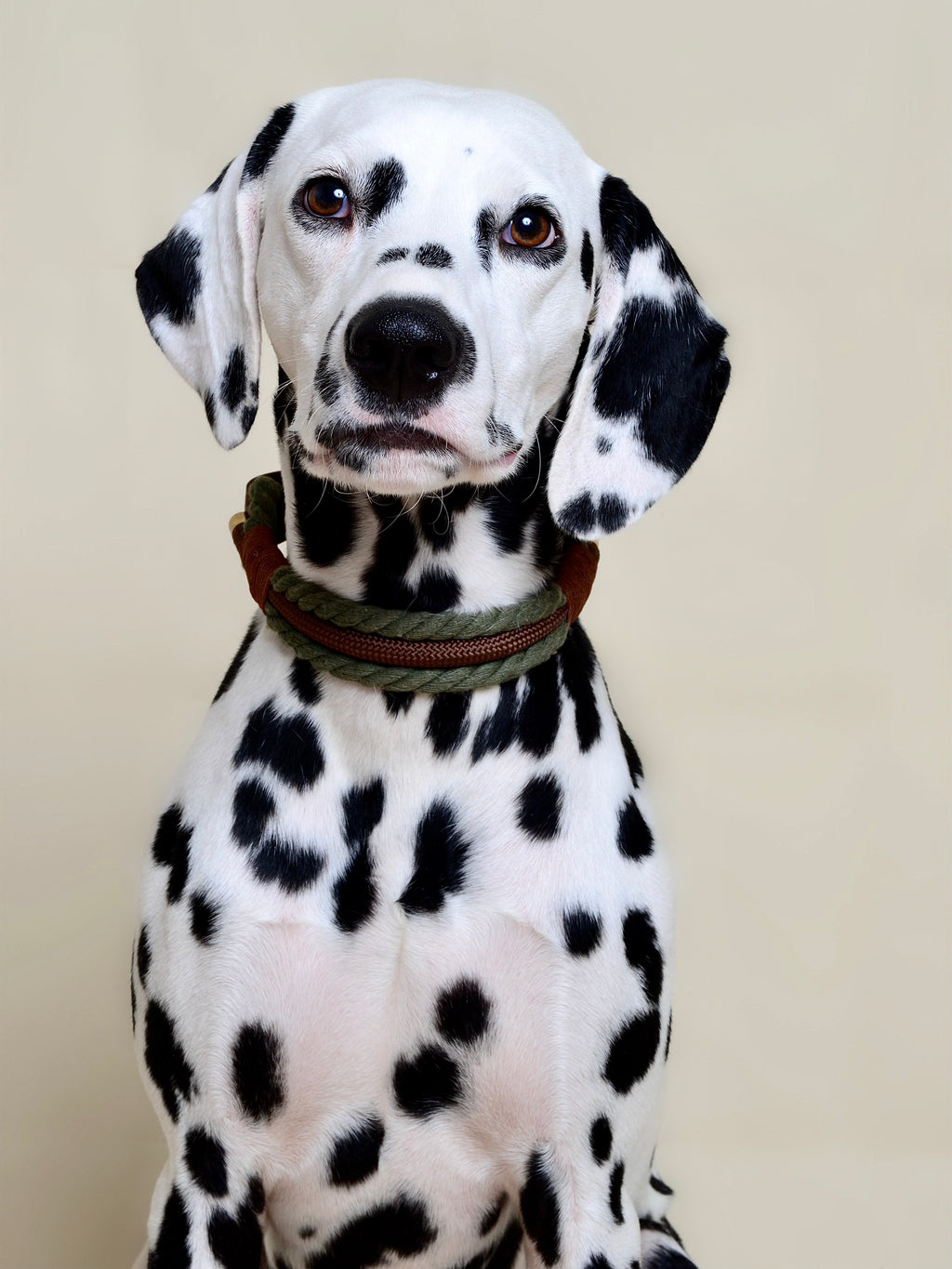 Collier tressé pour chien - Vert kaki