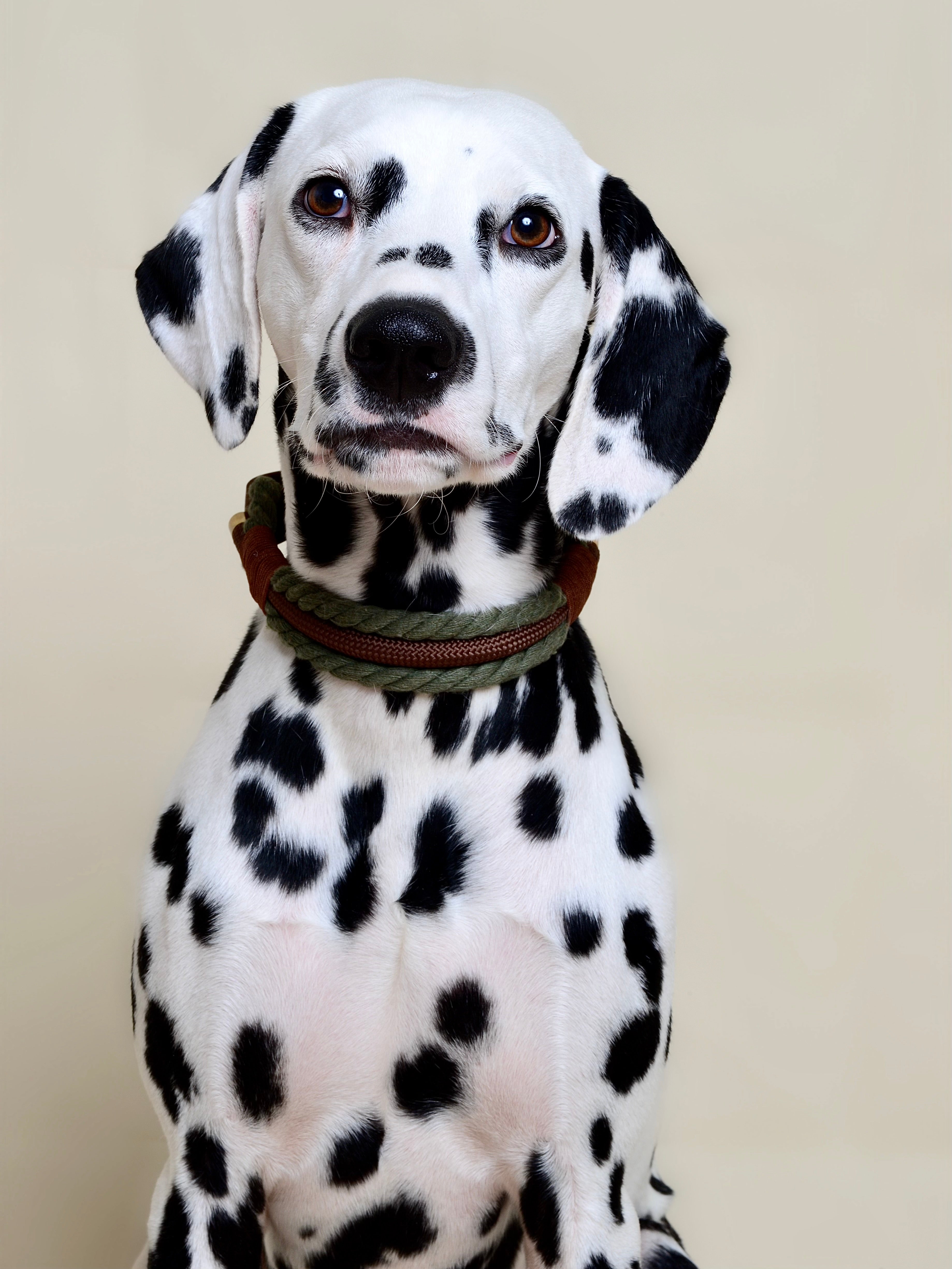 Collier tressé pour chien - Vert kaki
