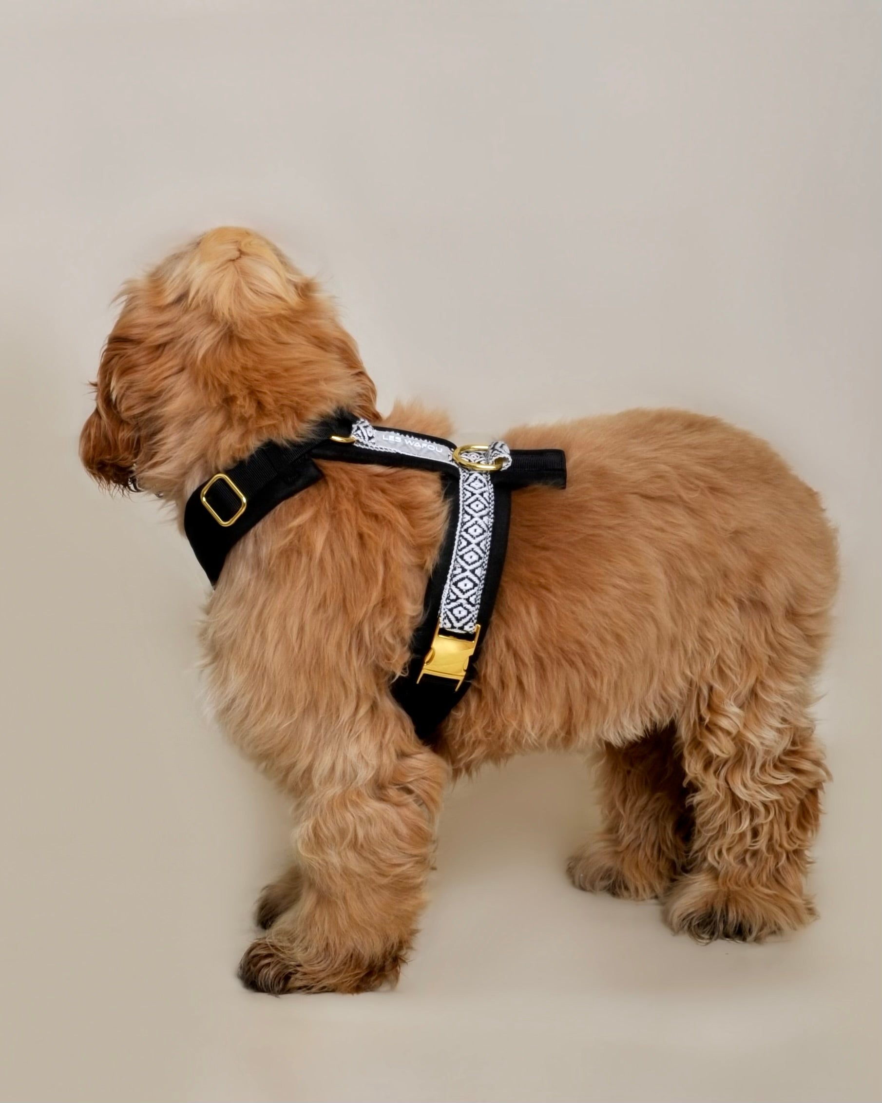 Harnais pour chien - Noir