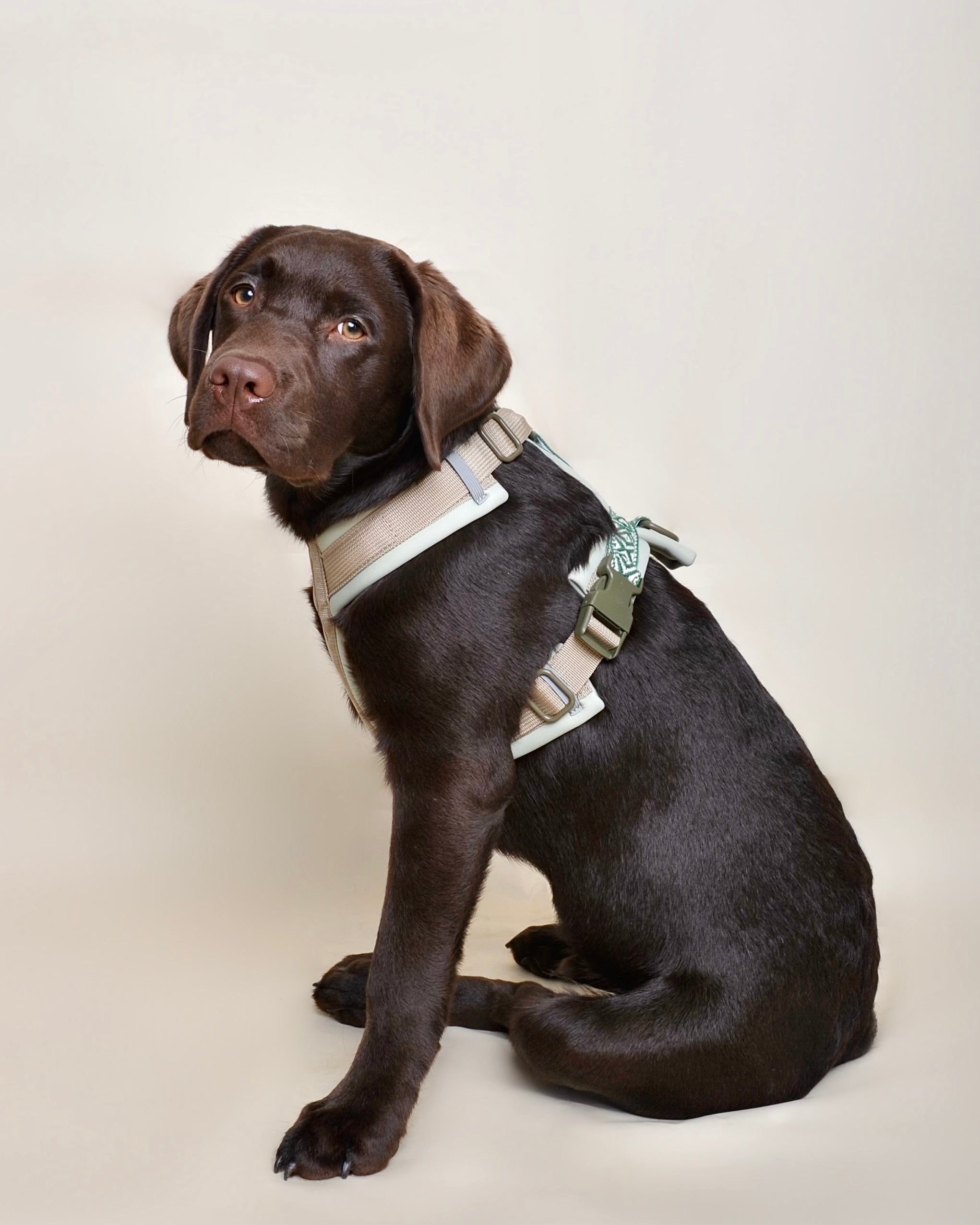 Harnais pour chien - Vert taupe
