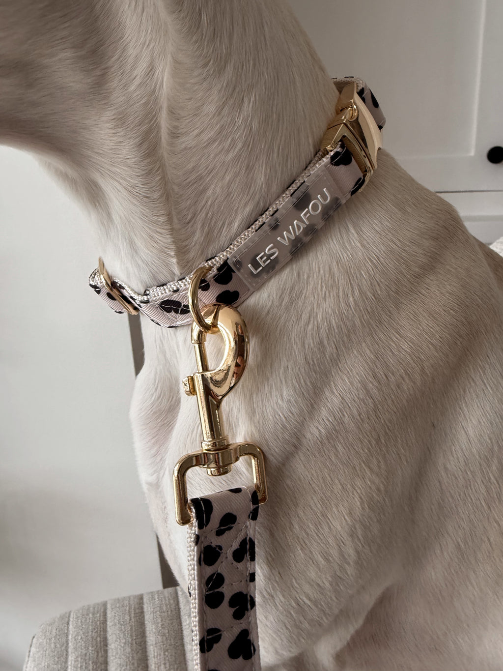 Collier pour chien - Dalma