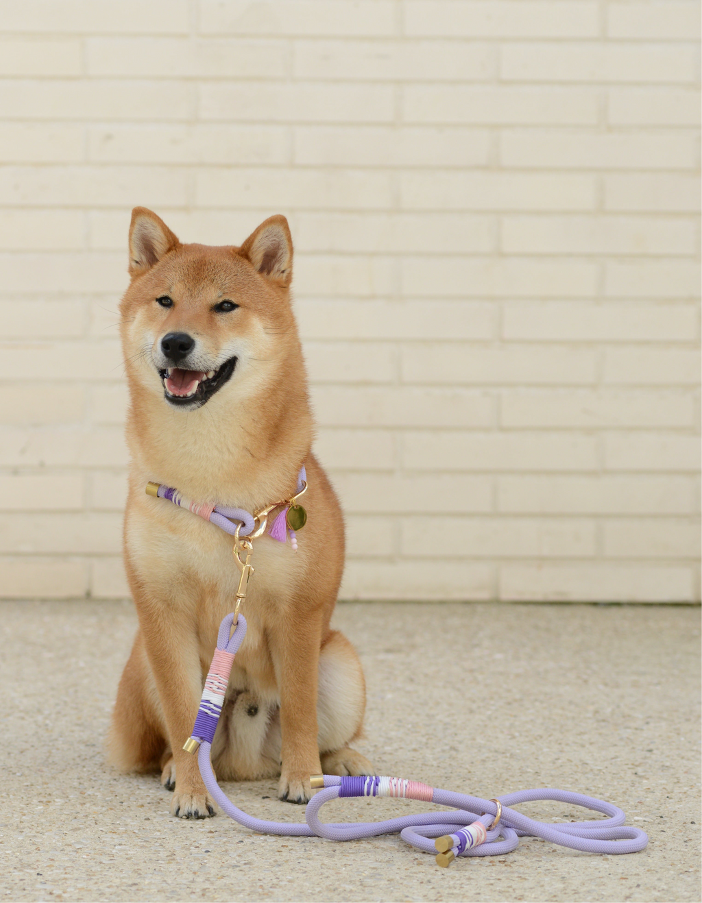Laisse pour chien - Lavande