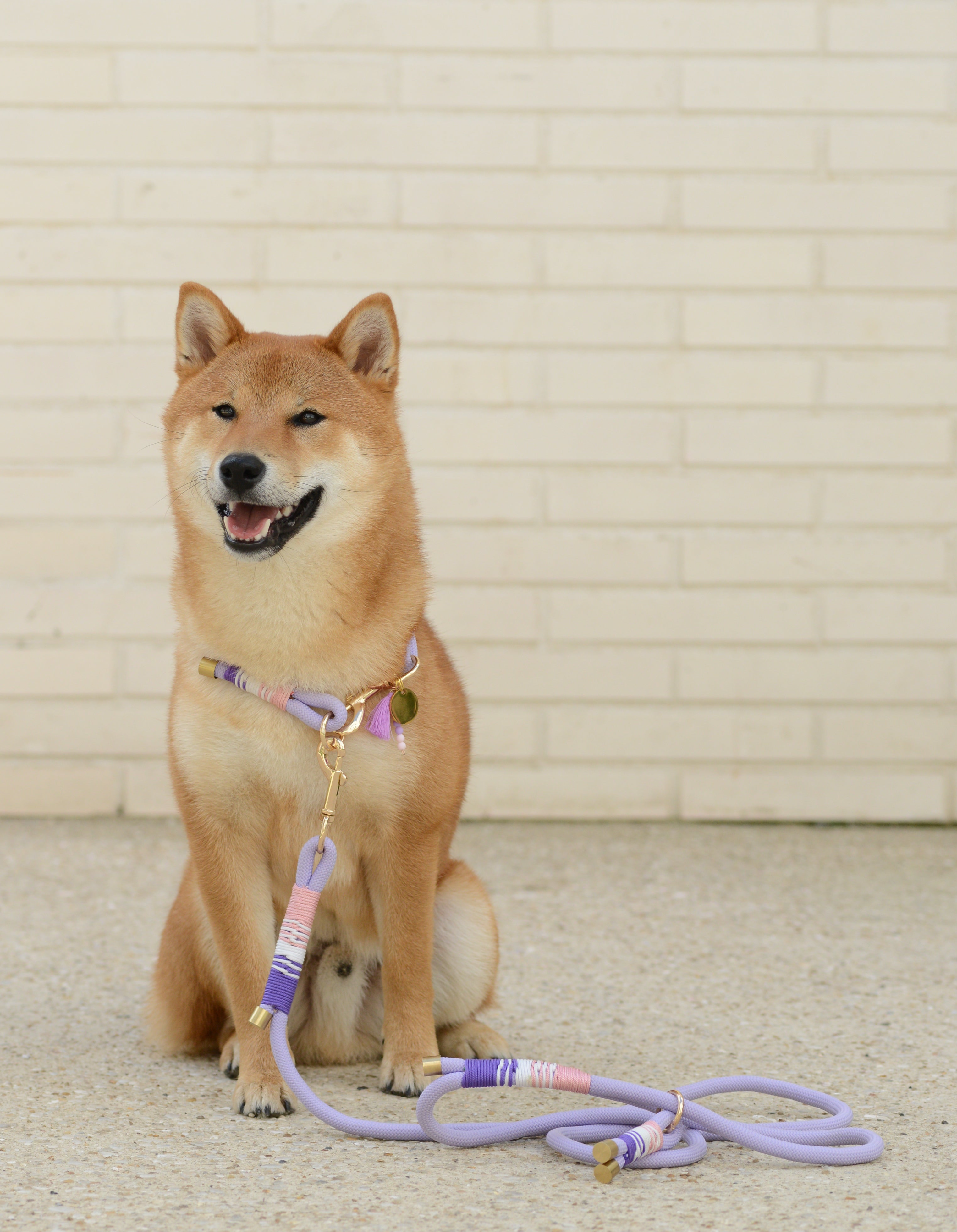Laisse pour chien - Lavande