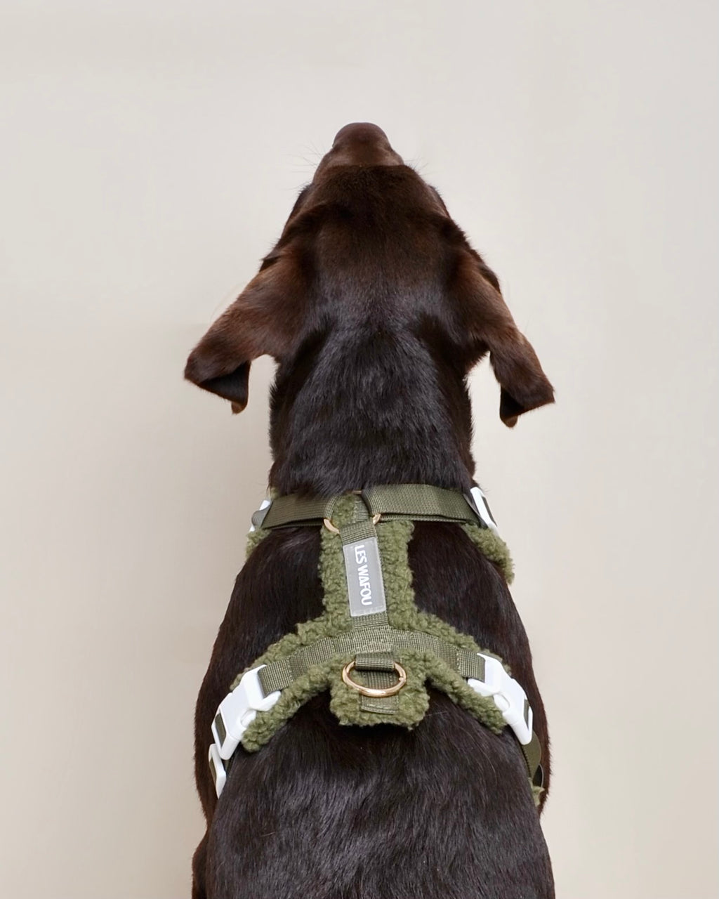 PRÉCOMMANDE - Harnais moumoute chien - Vert