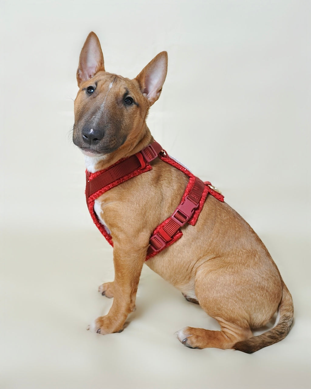Harnais tweed chien - Rouge