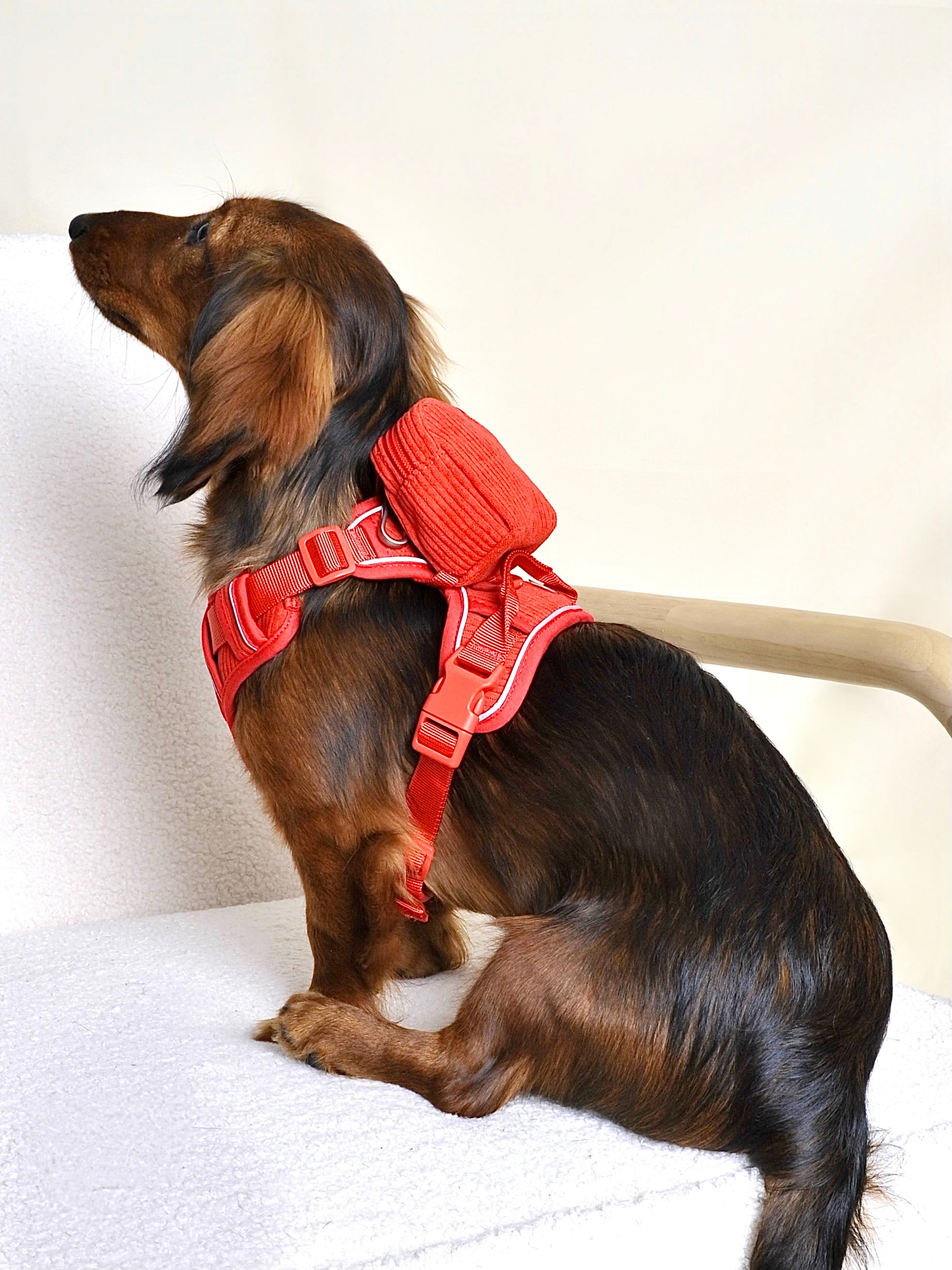 Harnais pour chien + sac à dos - Rouge