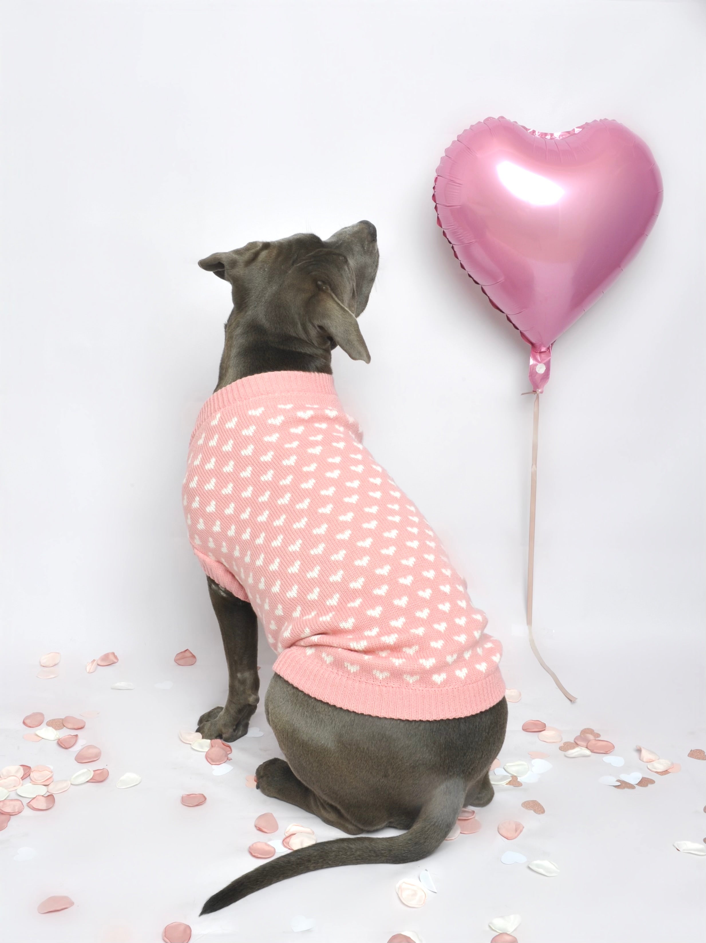 Pull pour chien en tricot - Mimi 💗