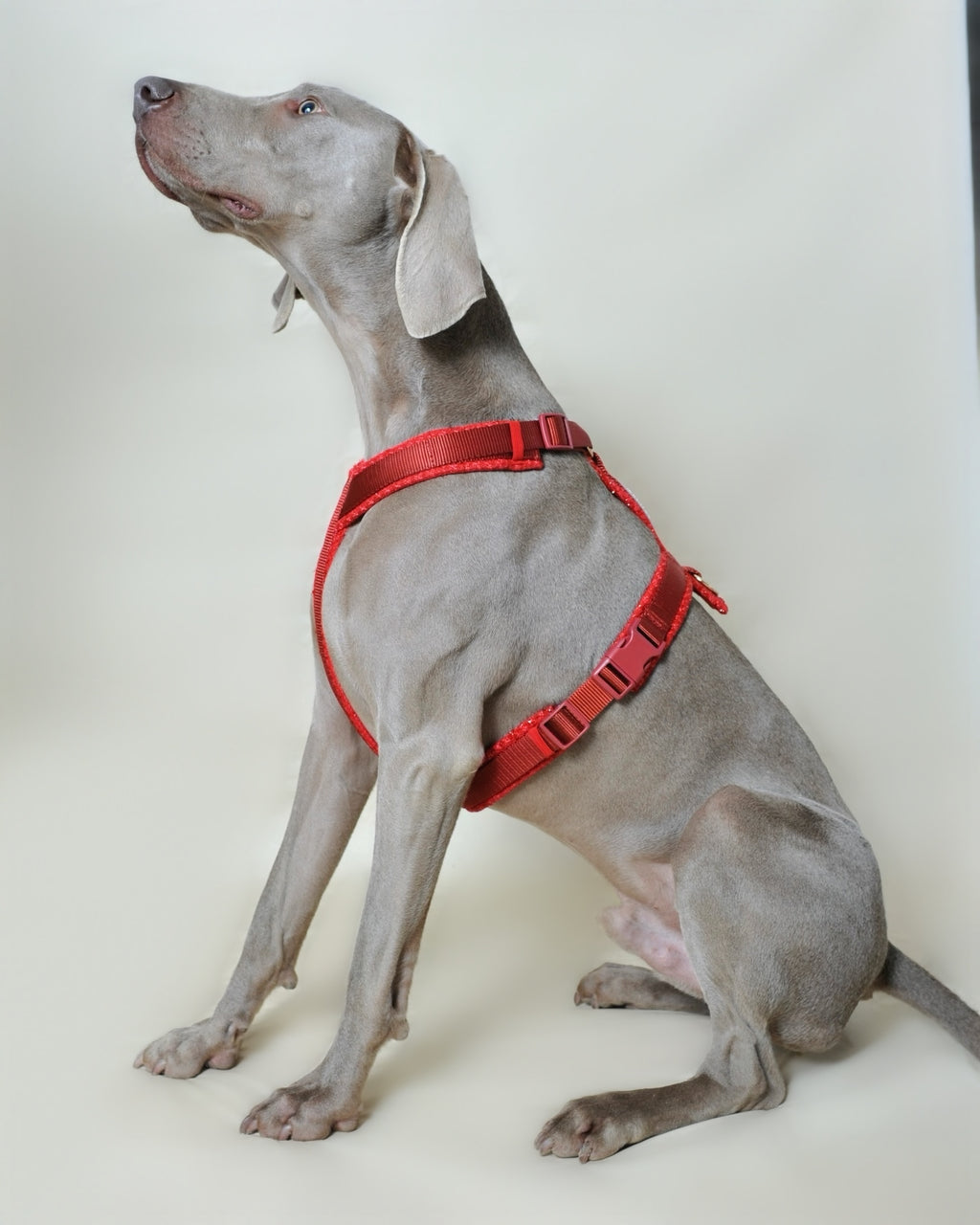 Harnais tweed chien - Rouge