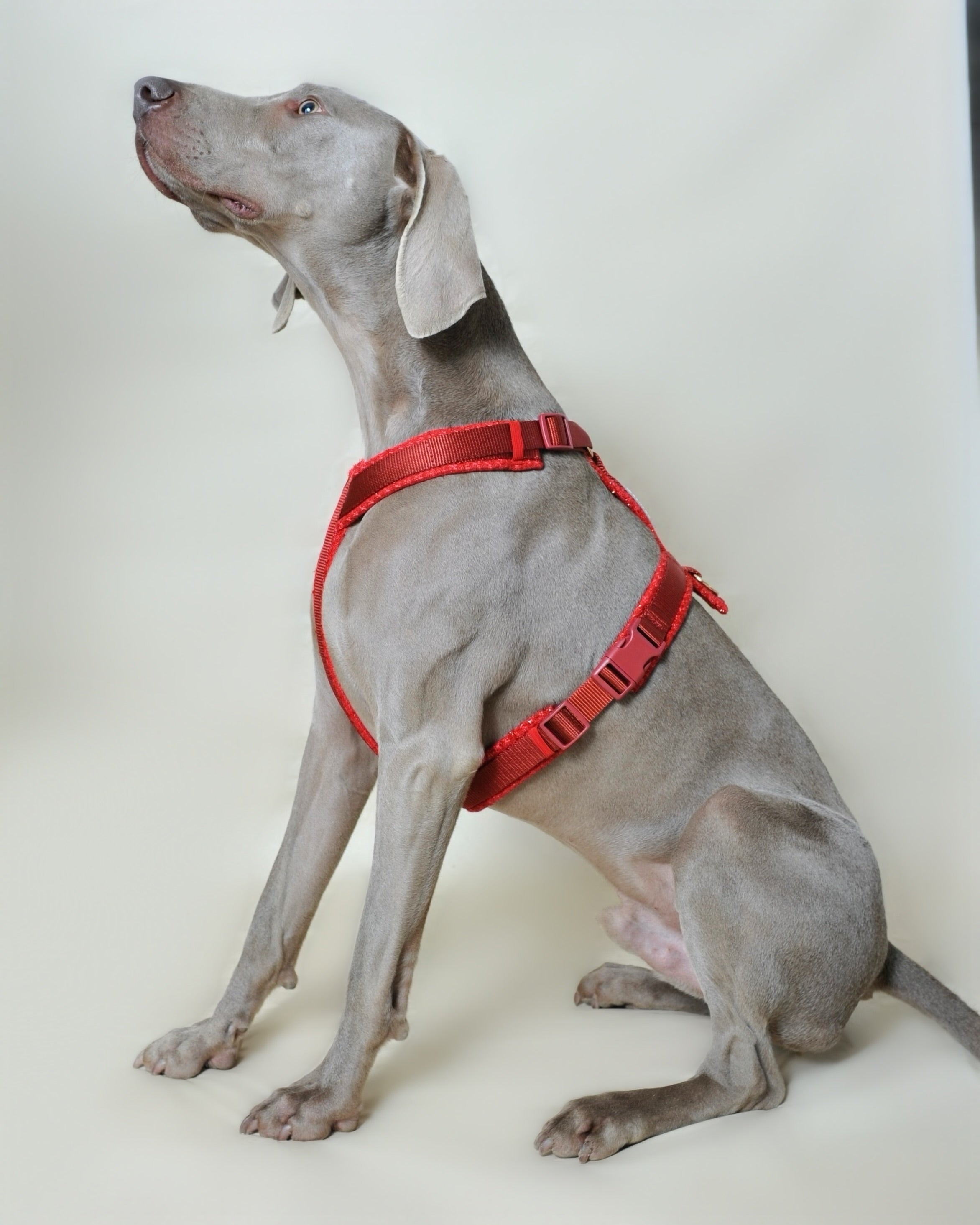 Harnais tweed chien - Rouge