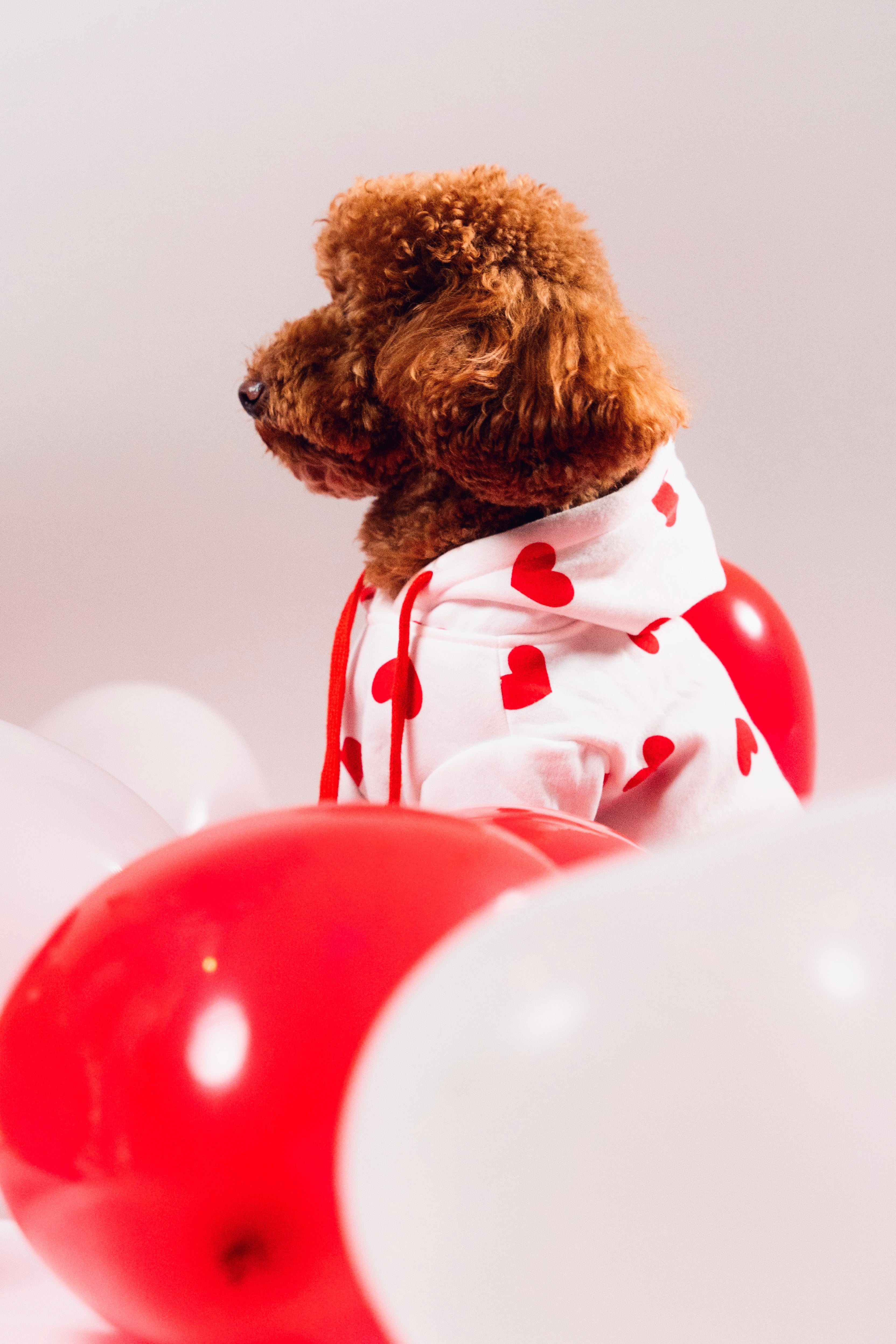 Pull à capuche pour chien - Chippie 💞