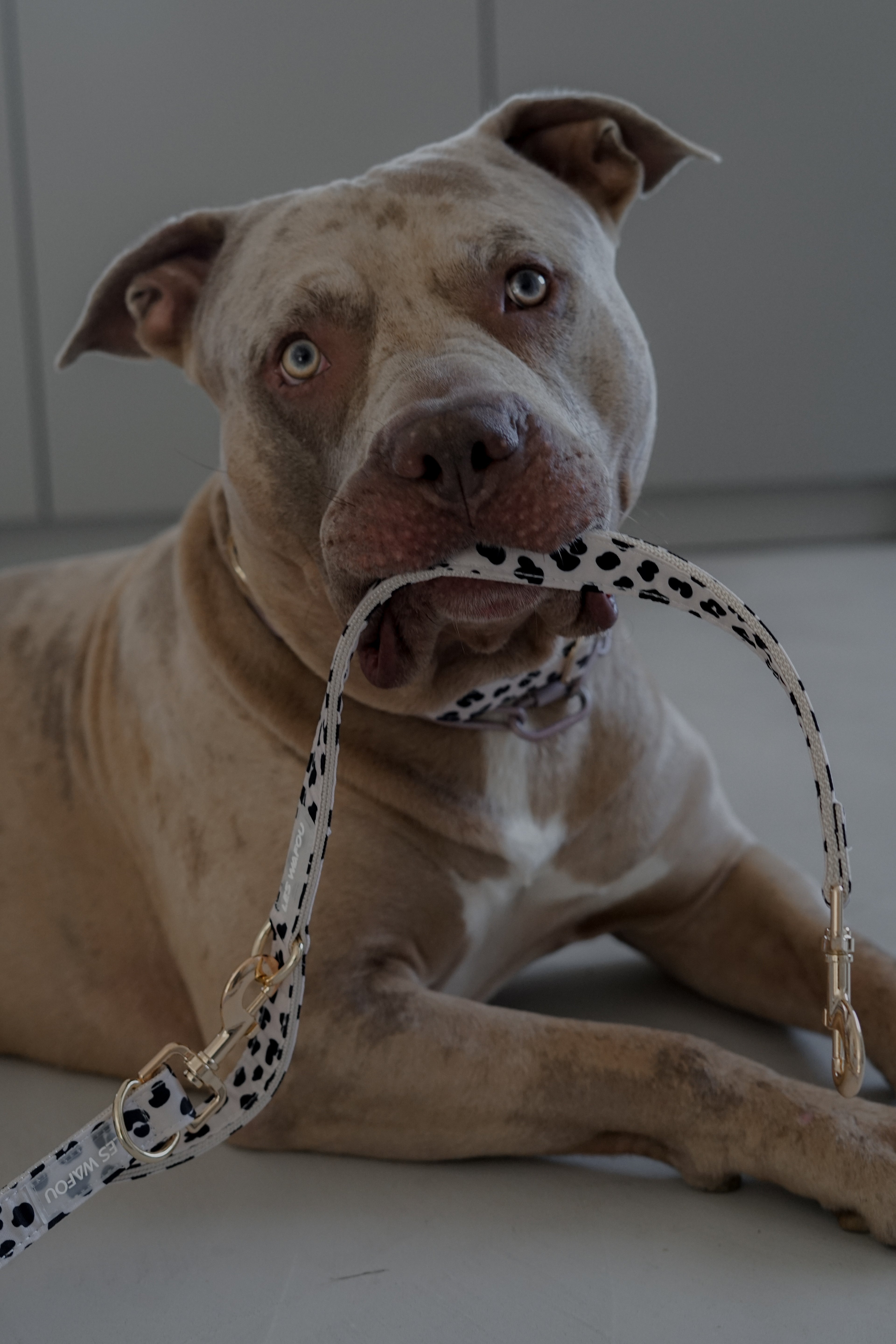 Laisse multi-positions pour chien - Dalma