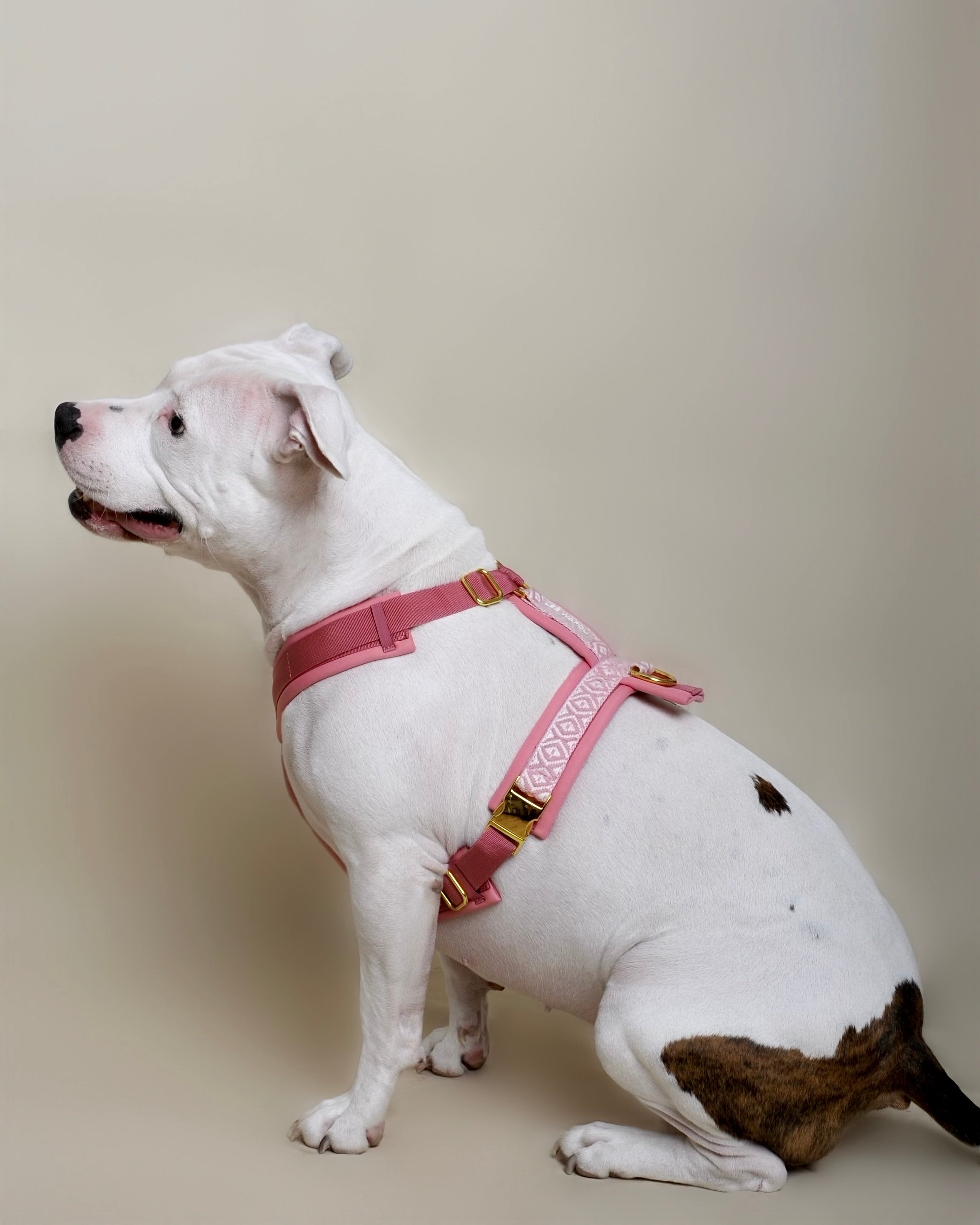 Harnais pour chien - Rose