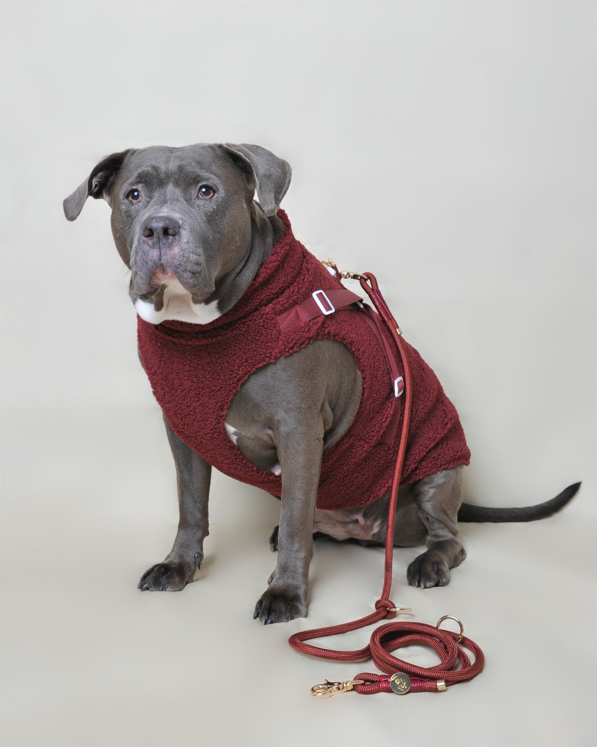 Laisse multi-positions pour chien - Rouge bordeaux