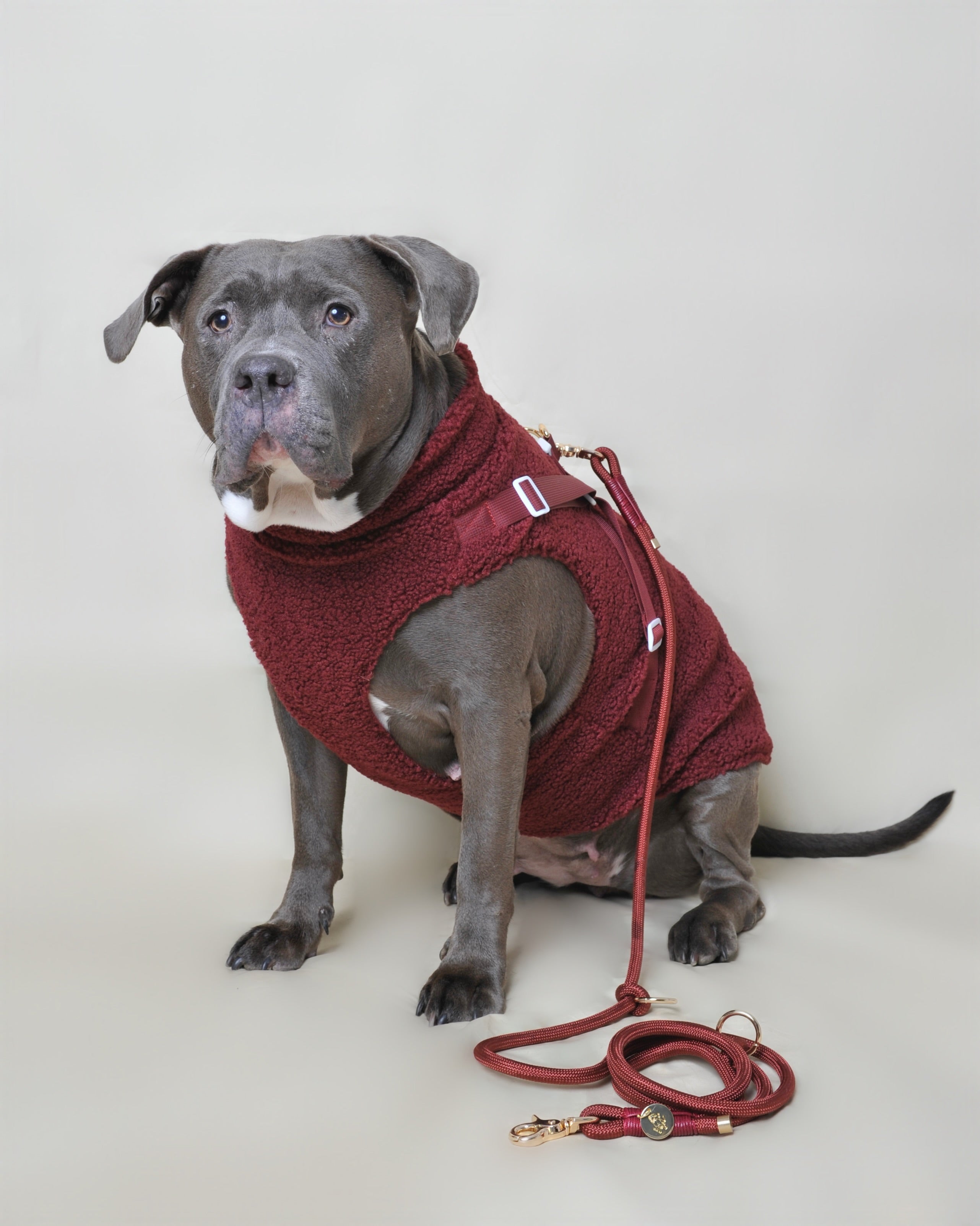 Laisse multi-positions pour chien - Rouge bordeaux