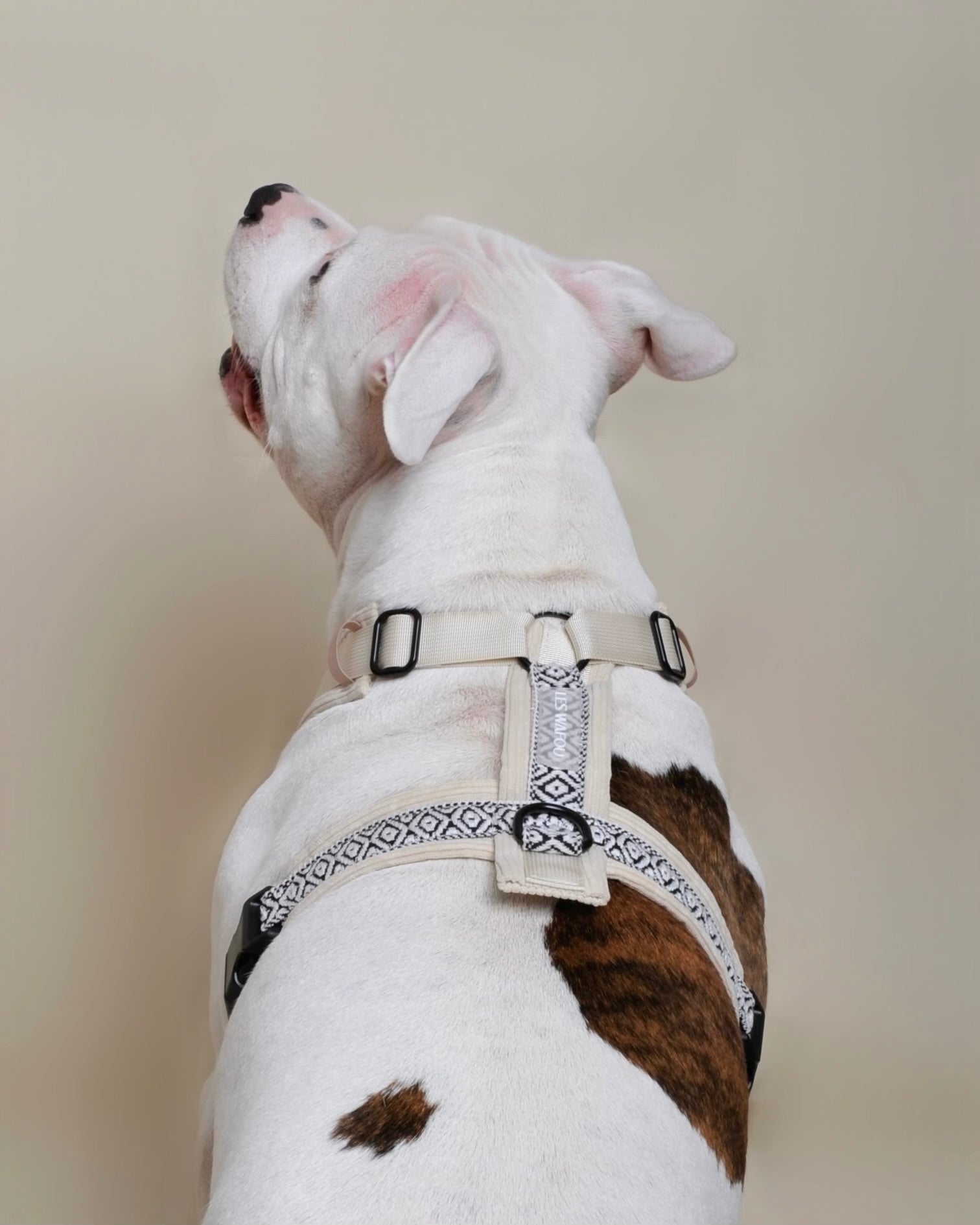 Harnais pour chien - Blanc en velours côtelé