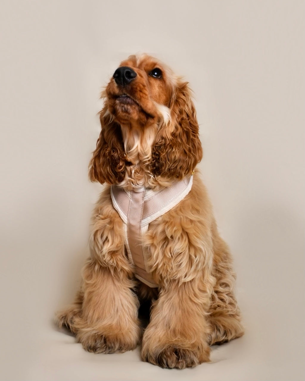 Harnais pour chien - Beige en velours côtelé