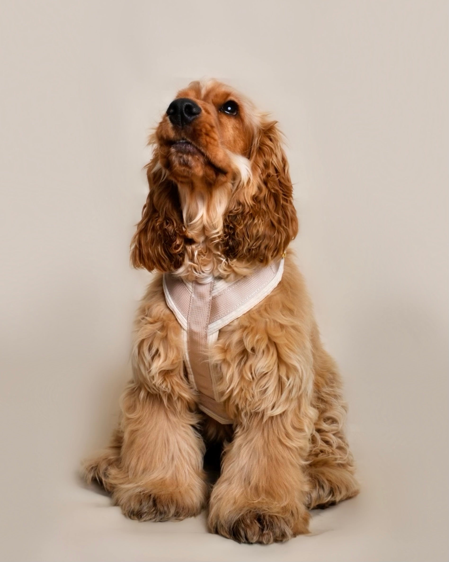 Harnais pour chien - Beige en velours côtelé