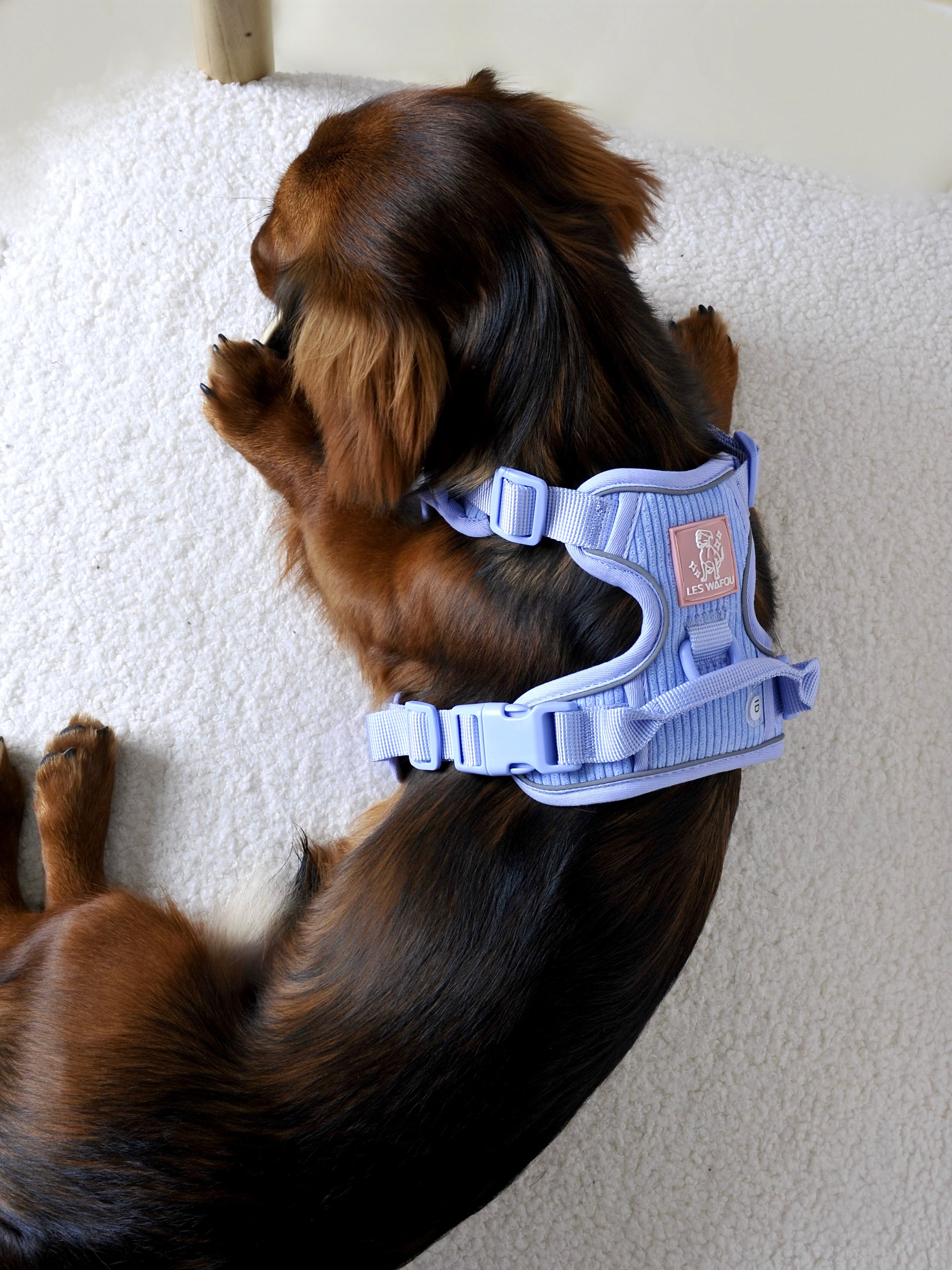 Harnais pour chien velours côtelé - Lavande
