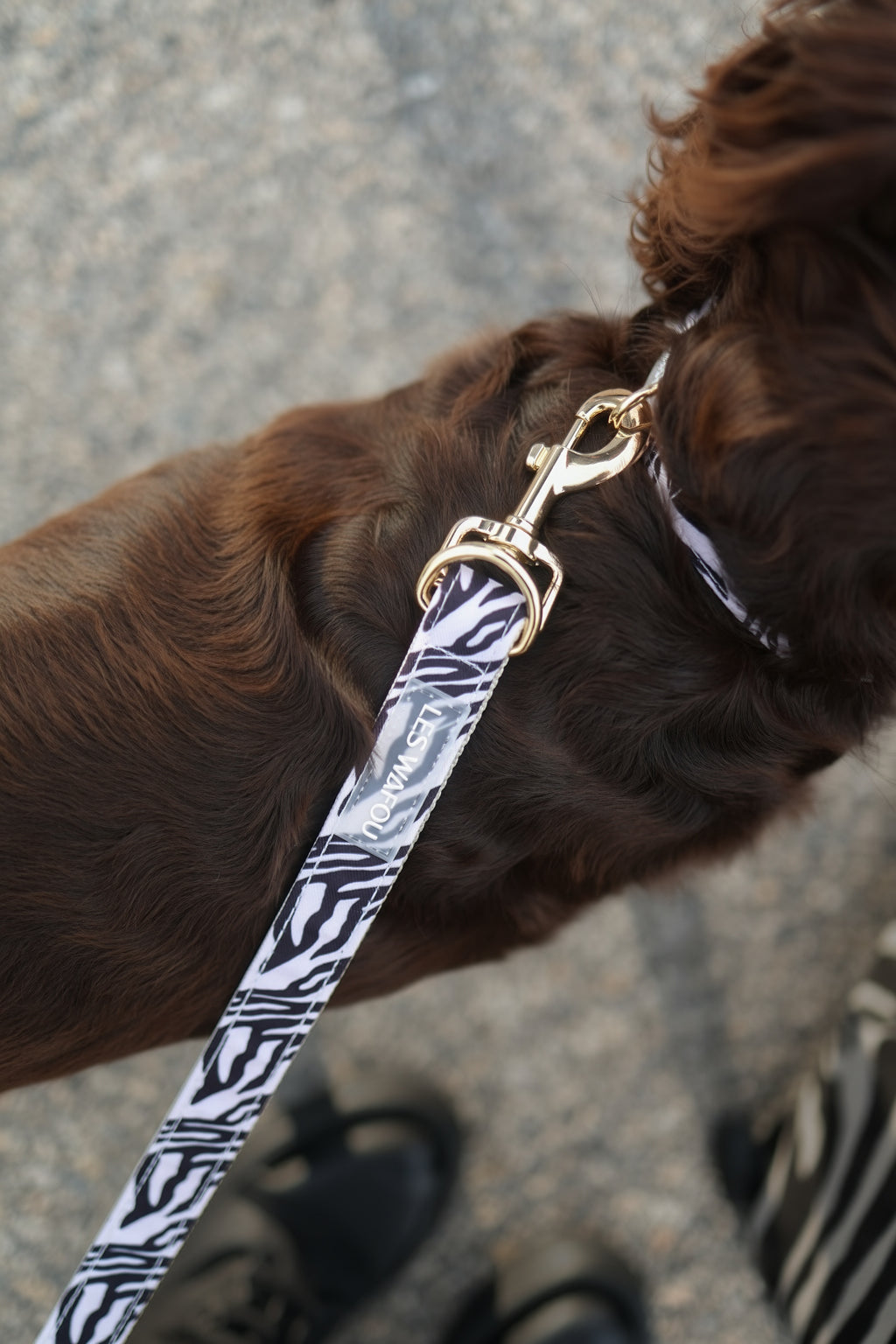 Laisse multi-positions pour chien - Zébra