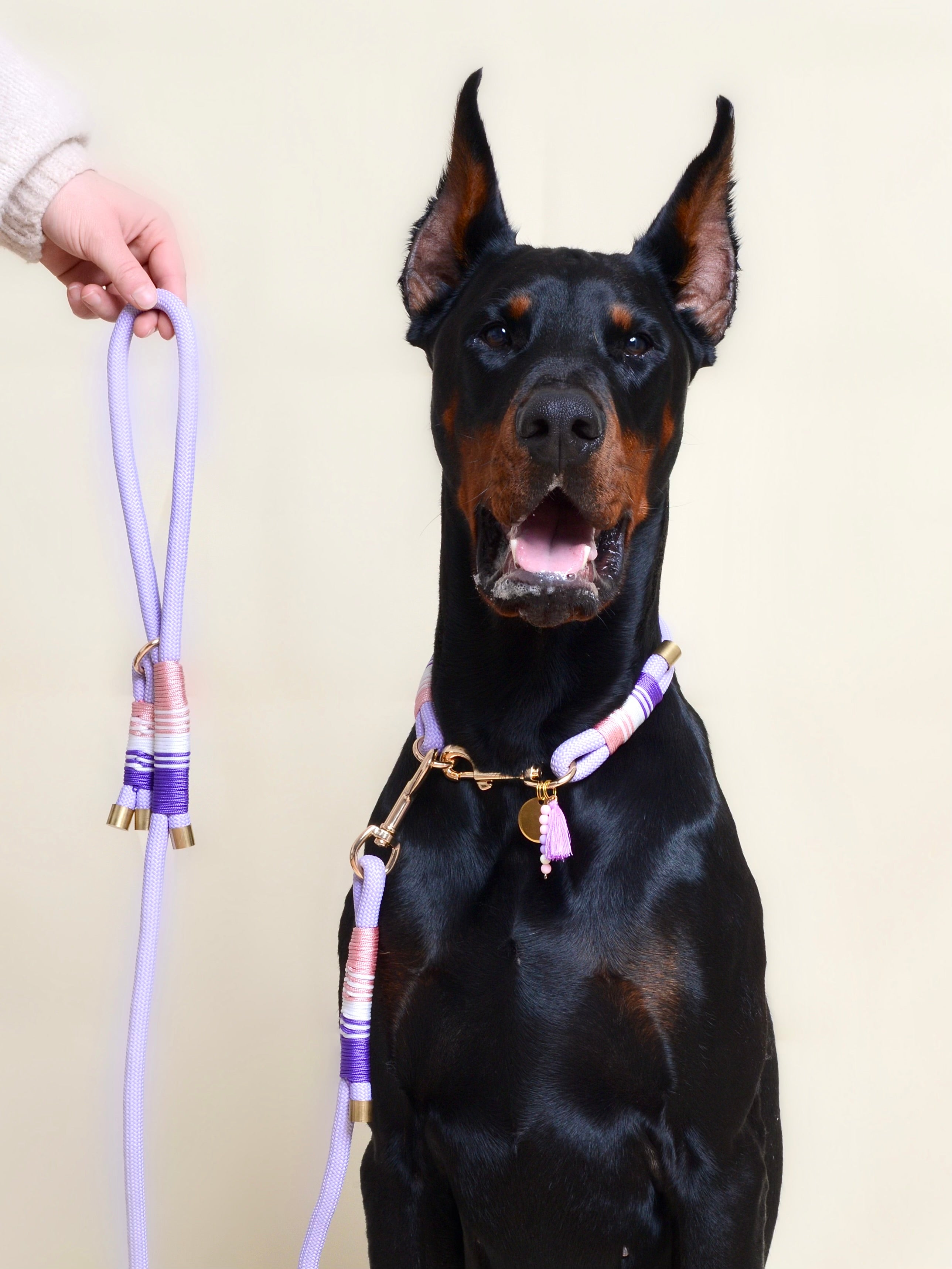 Laisse pour chien - Lavande