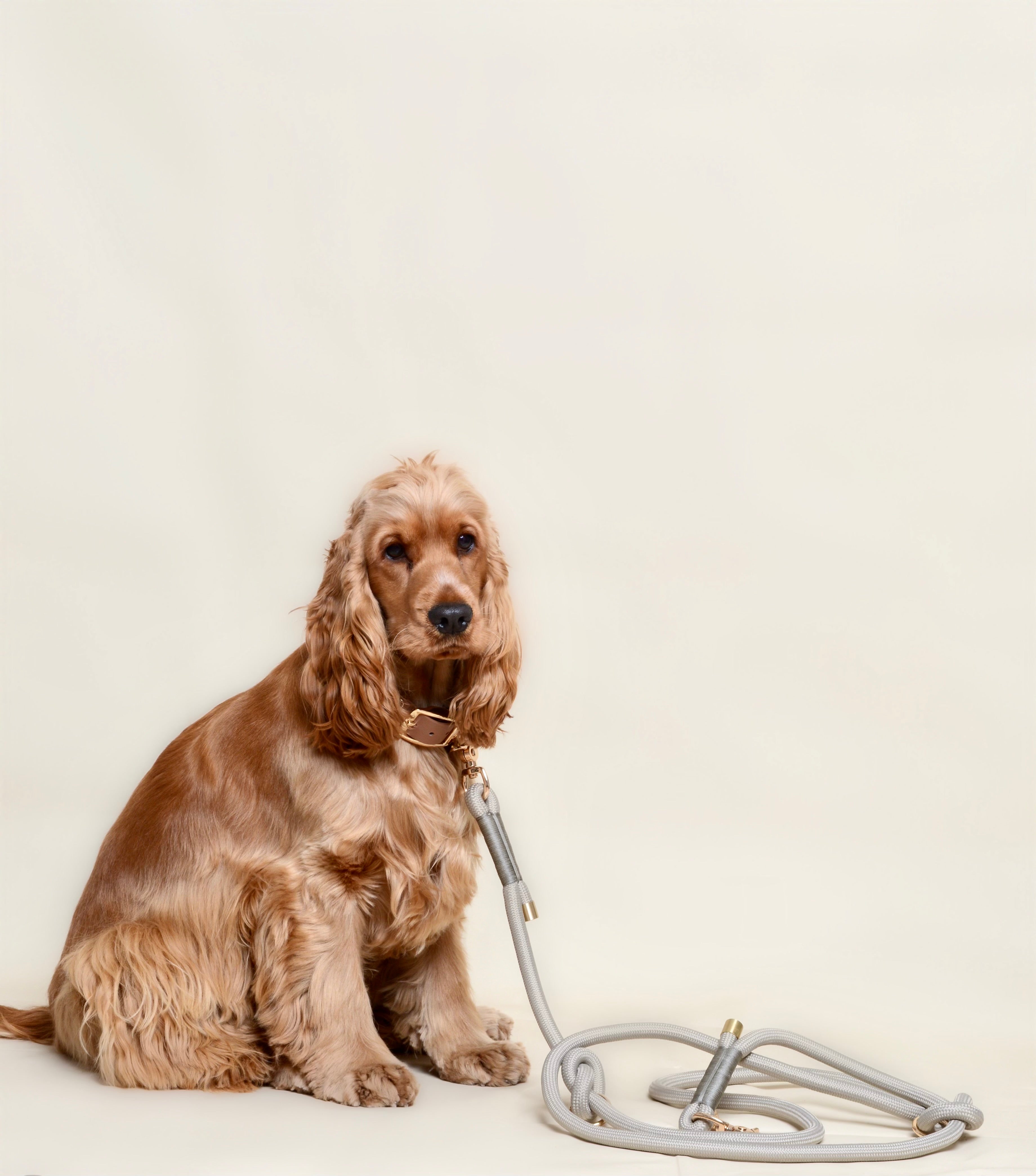 Laisse multi-positions pour chien - Grise