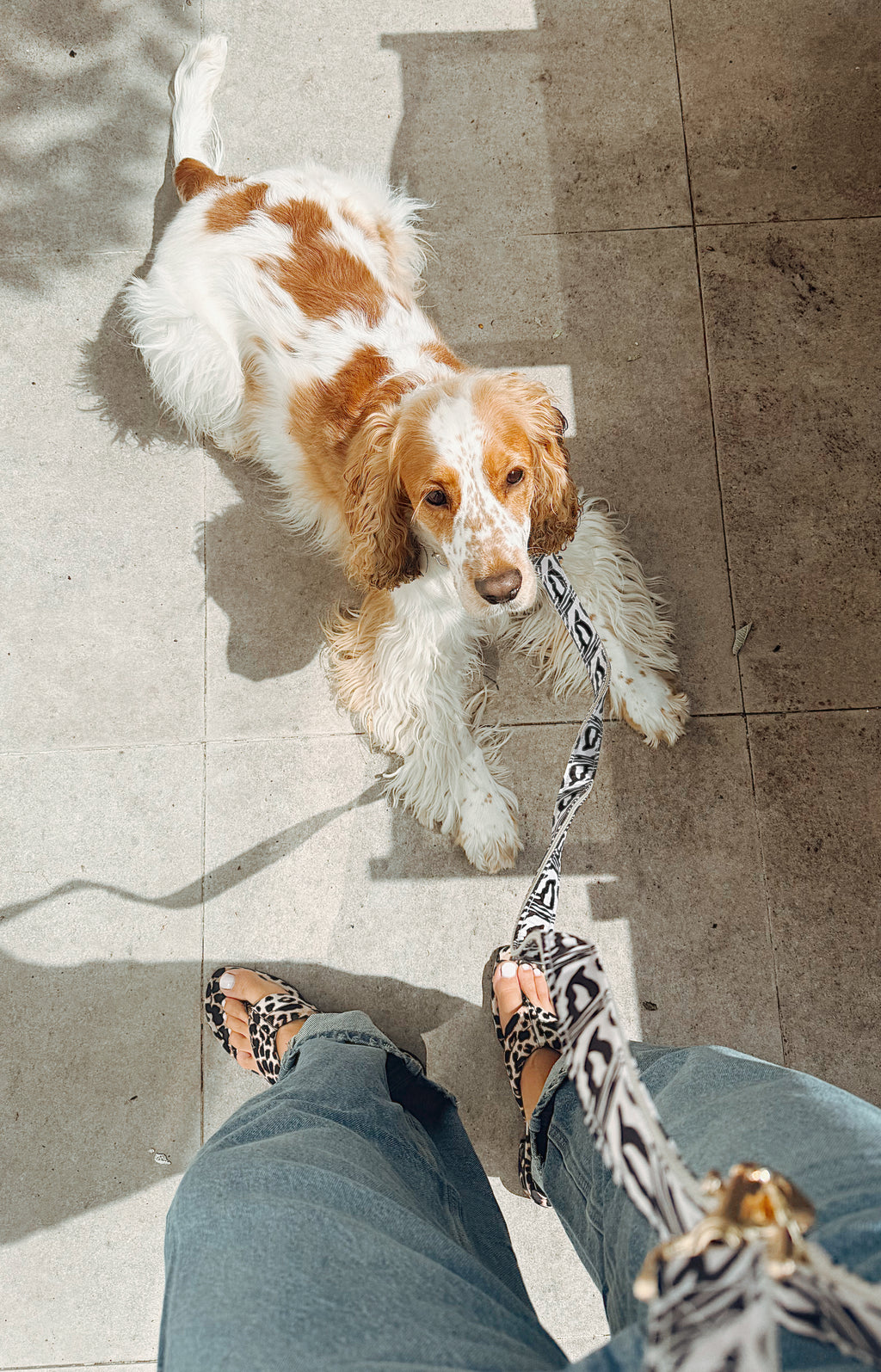 Laisse multi-positions pour chien - Zébra