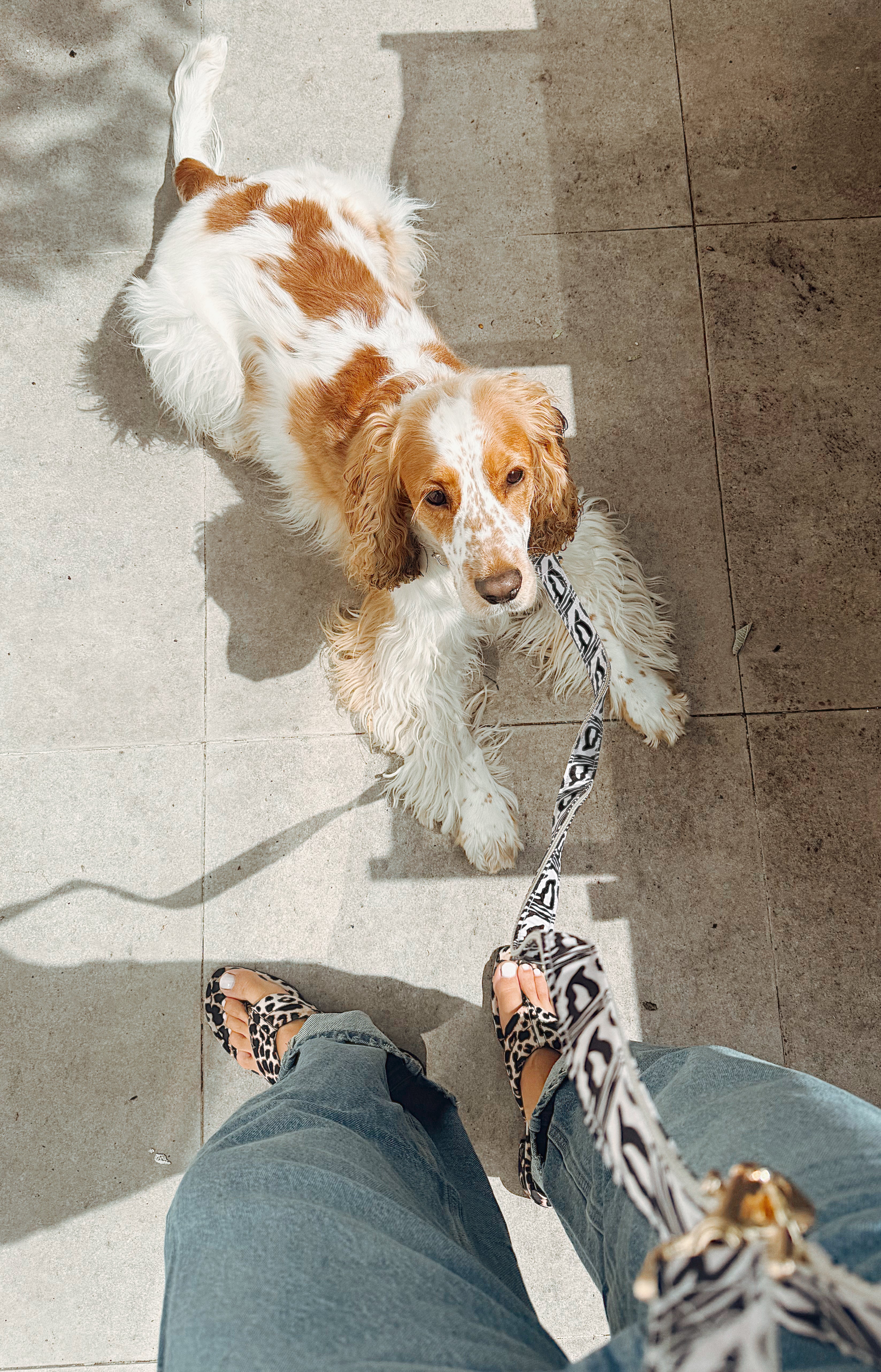 Laisse multi-positions pour chien - Zébra