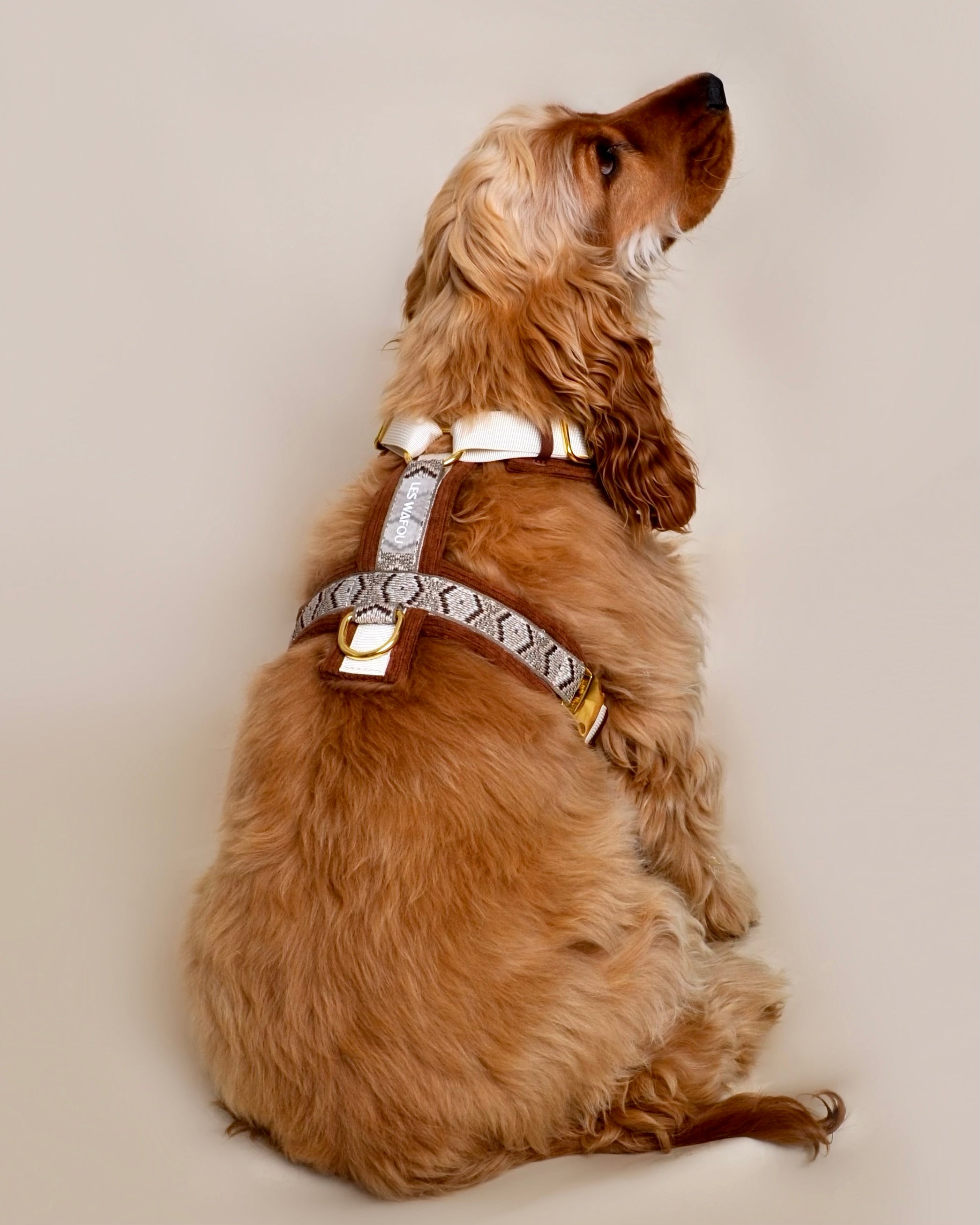 Harnais pour chien - Terracotta en velours côtelé