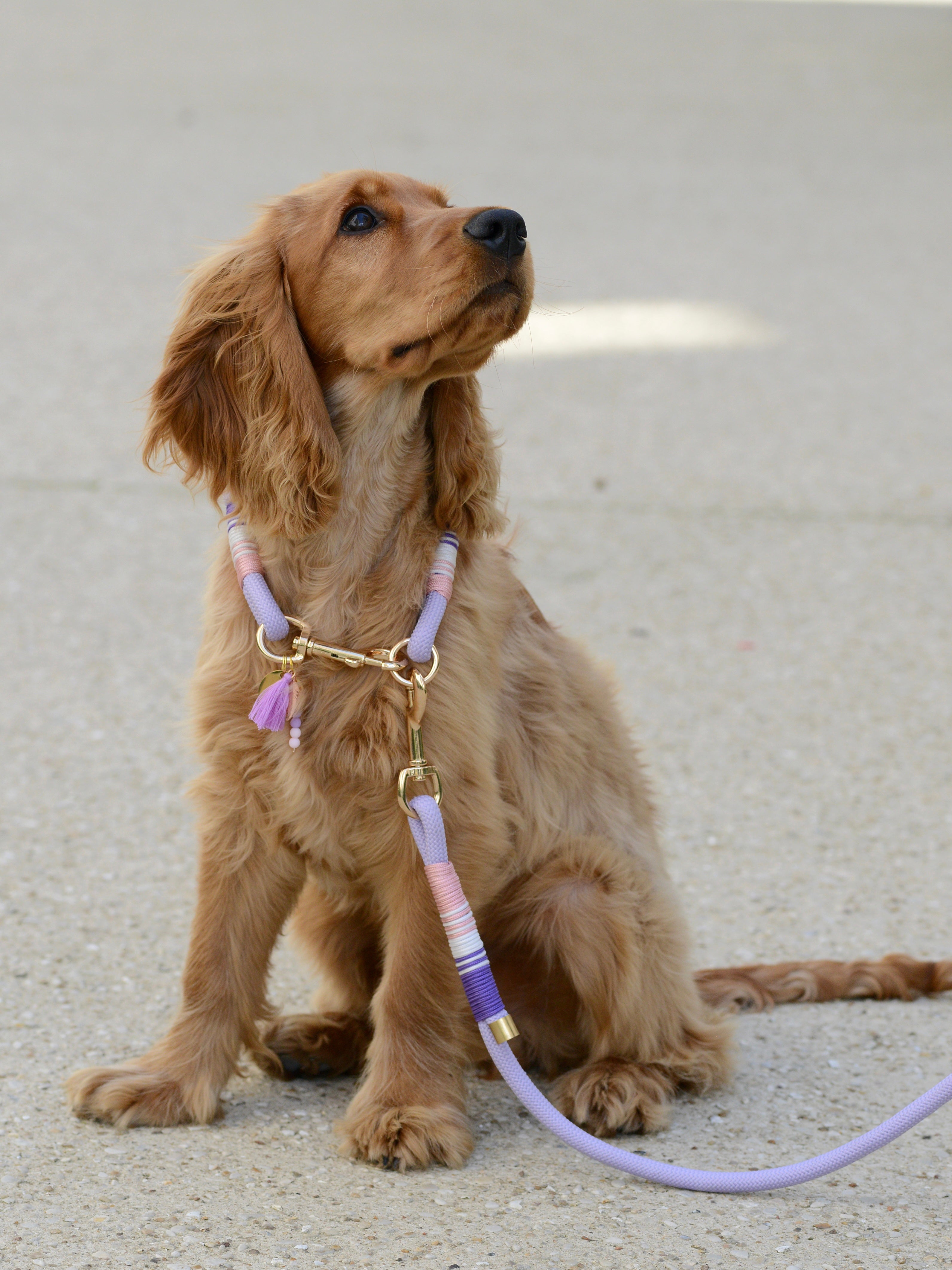 Collier pour chien - Lavande